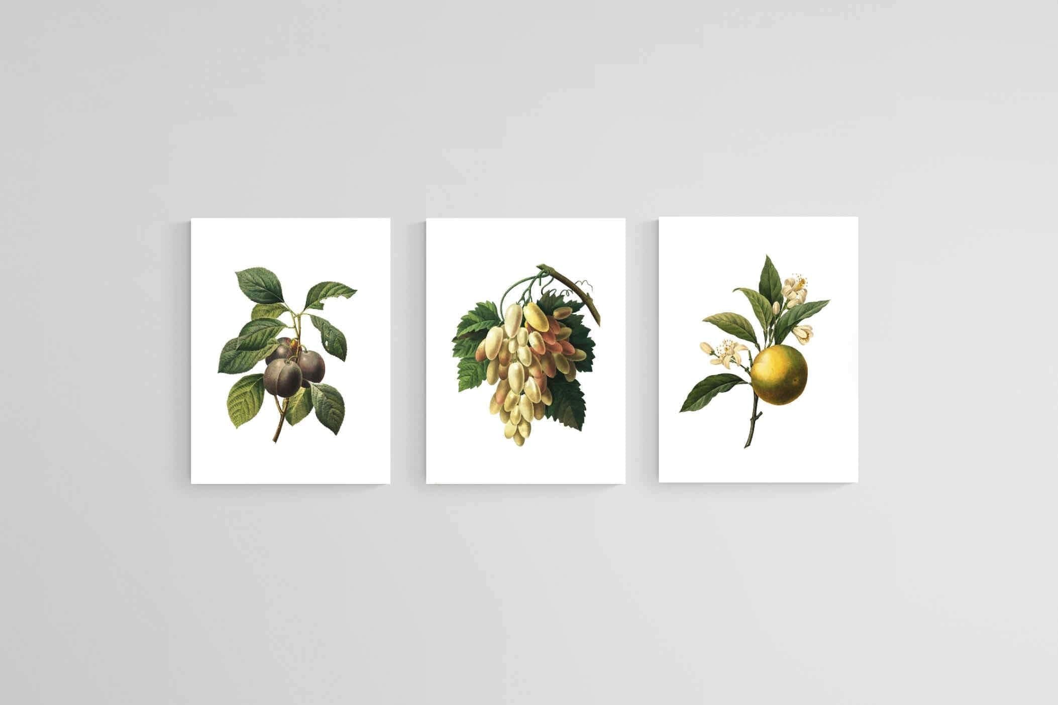 Belles Fleurs Naturels-Wall_Art-45 x 60cm (x3)-Mounted Canvas-No Frame-Pixalot