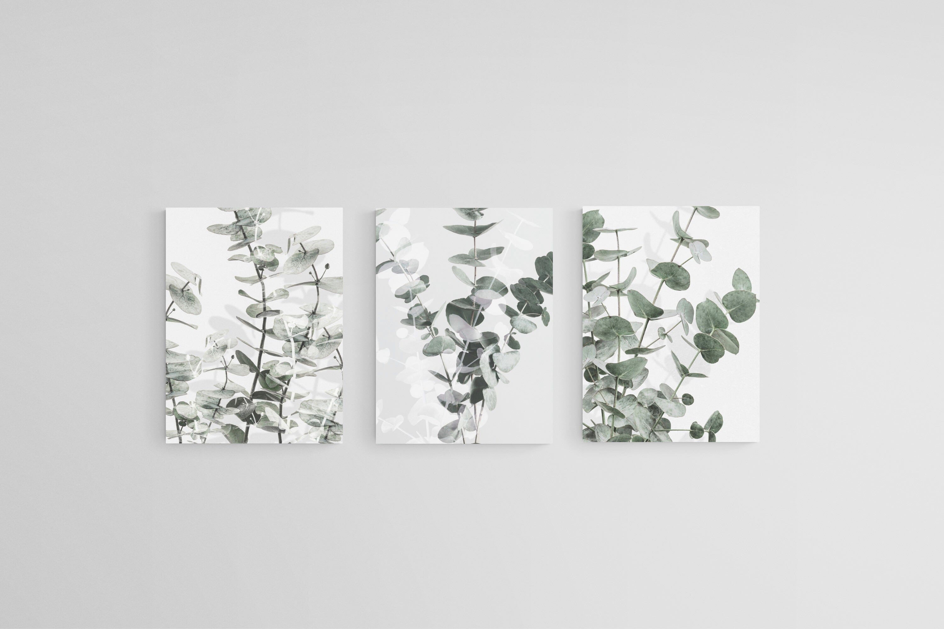 Eucalyptus Set-Wall_Art-45 x 60cm (x3)-Mounted Canvas-No Frame-Pixalot