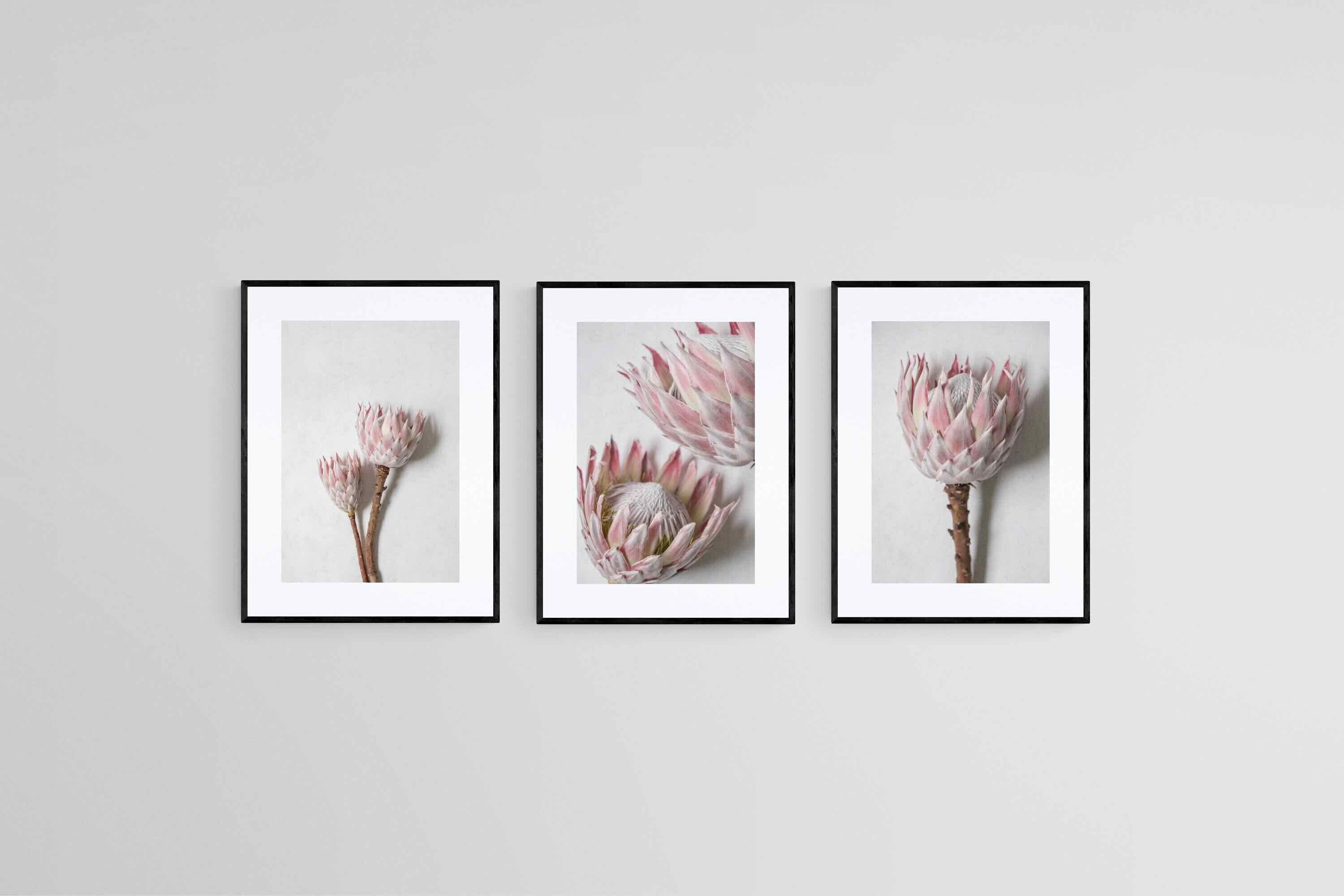Soft Pink King Proteas Set-Wall_Art-45 x 60cm (x3)-Framed Print-Black-Pixalot