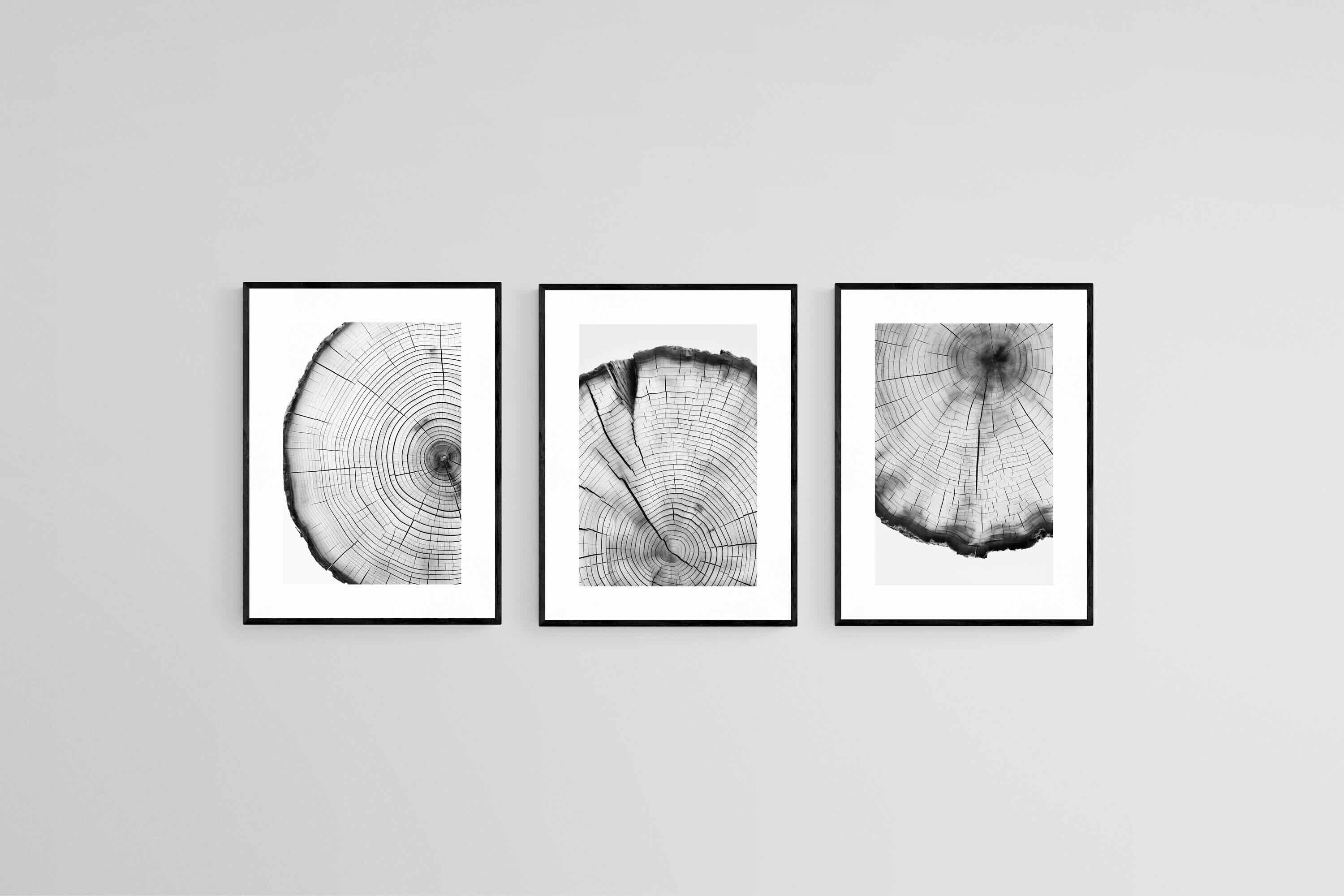 Tree Rings Set-Wall_Art-45 x 60cm (x3)-Framed Print-Black-Pixalot