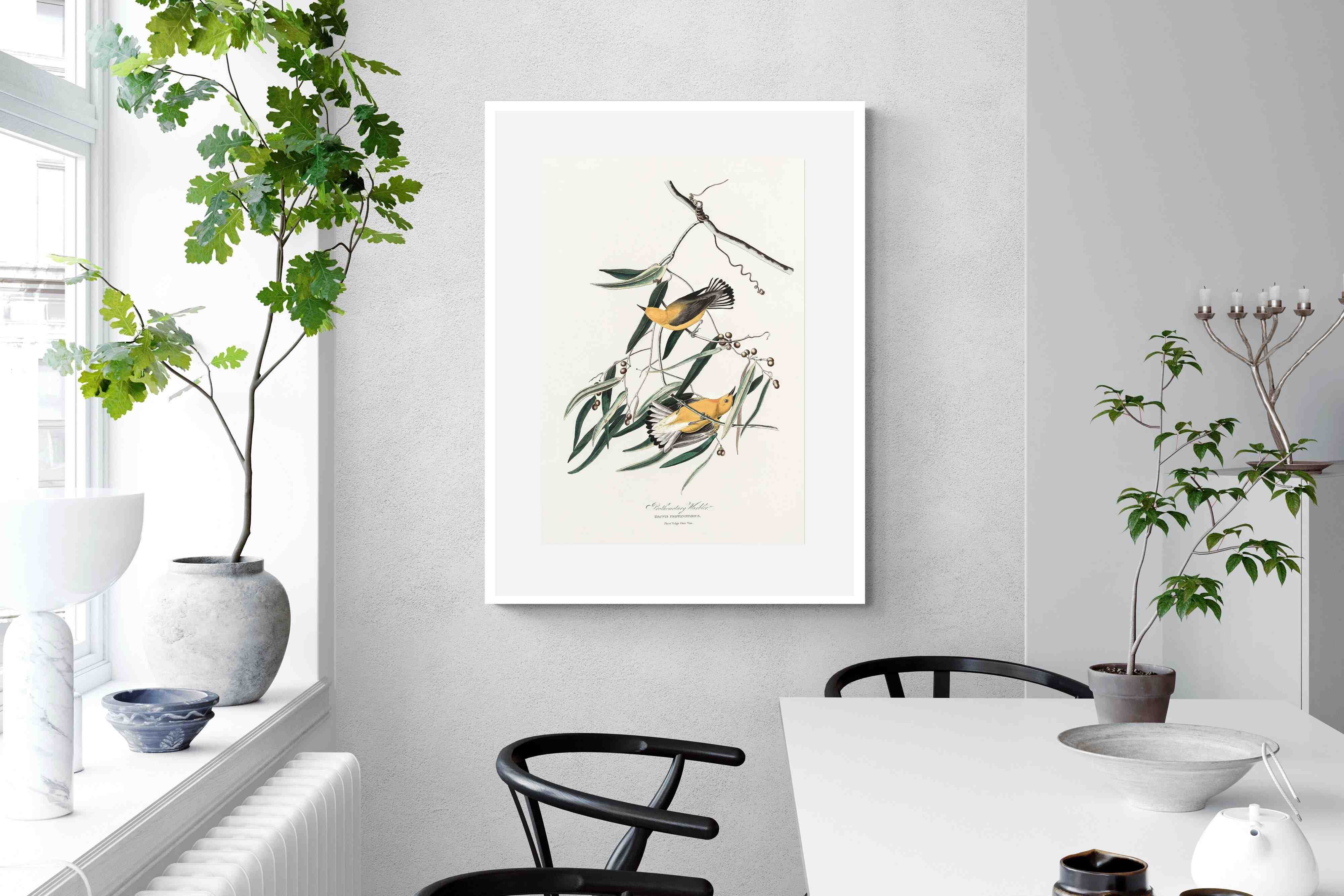 Pixalot Warbler (Birds of America 1827)