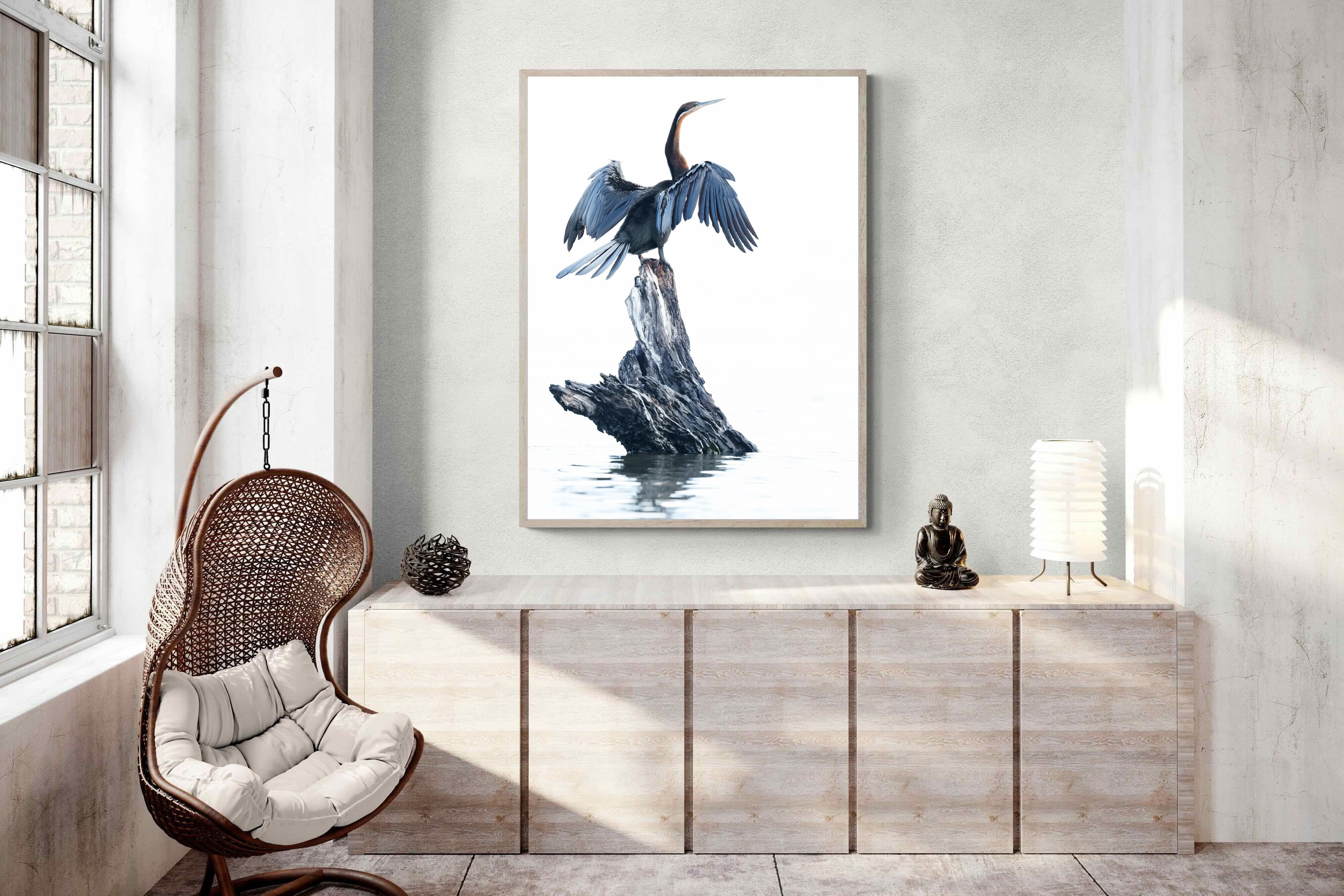 Pixalot African Darter