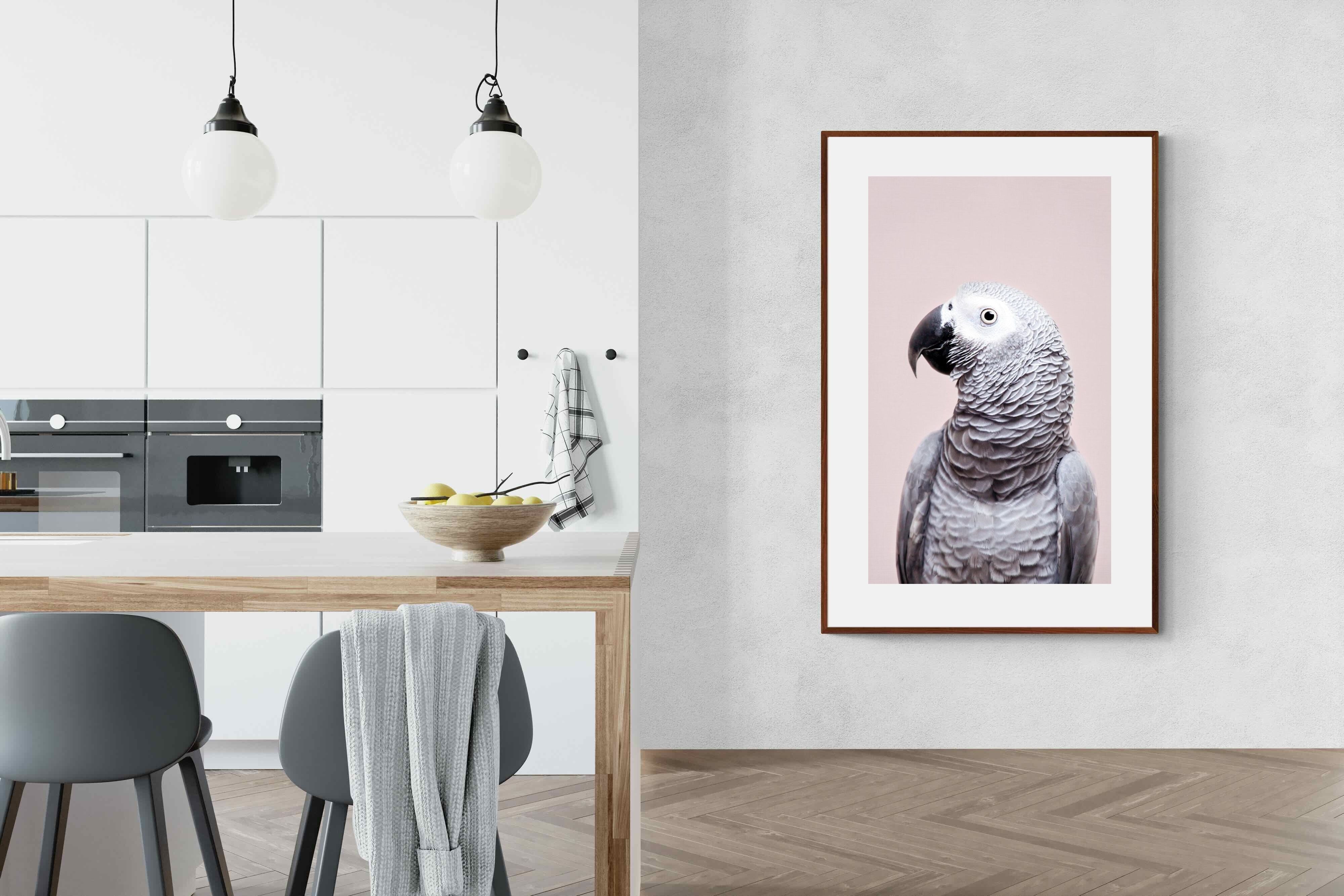 Pixalot African Grey