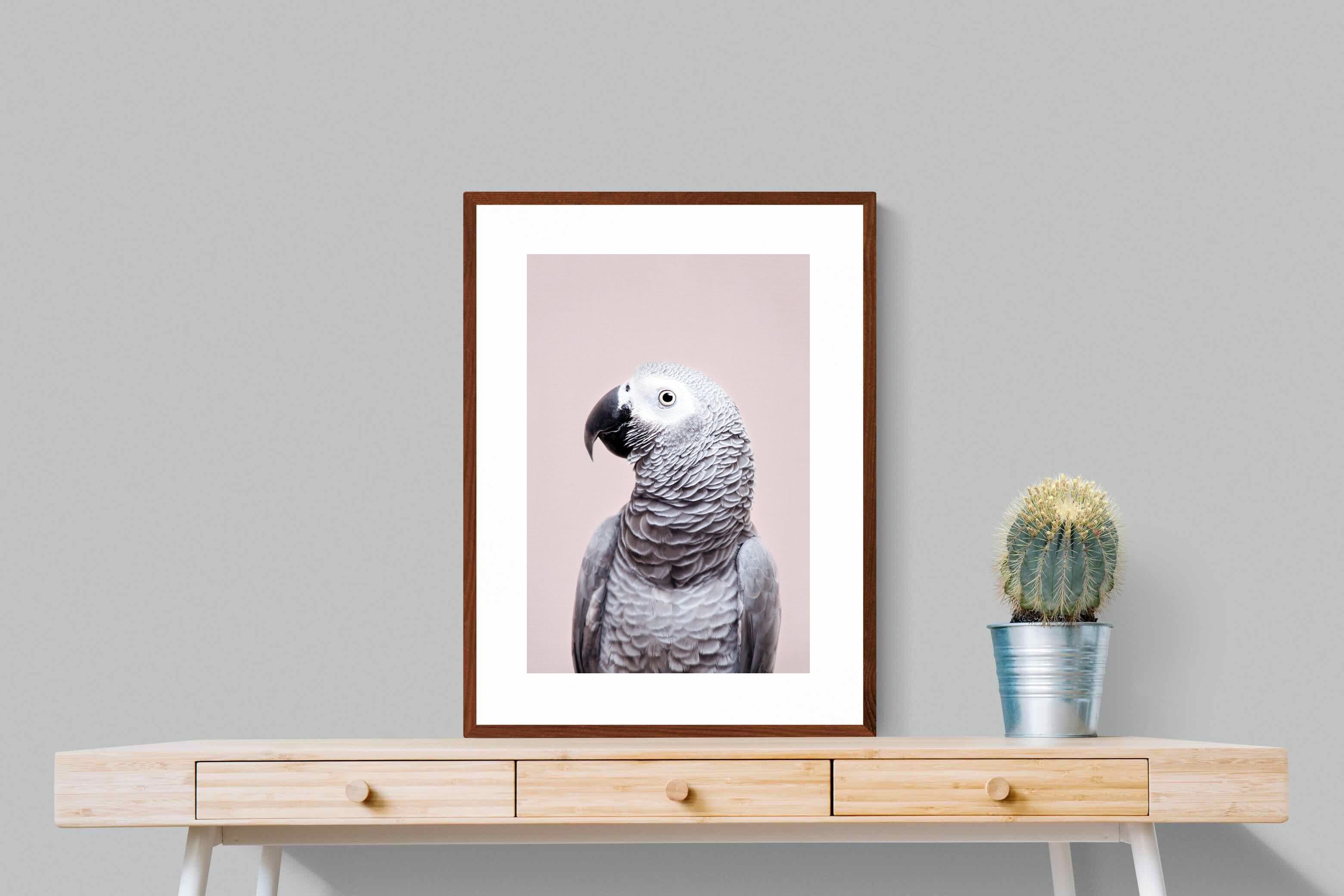 Pixalot African Grey