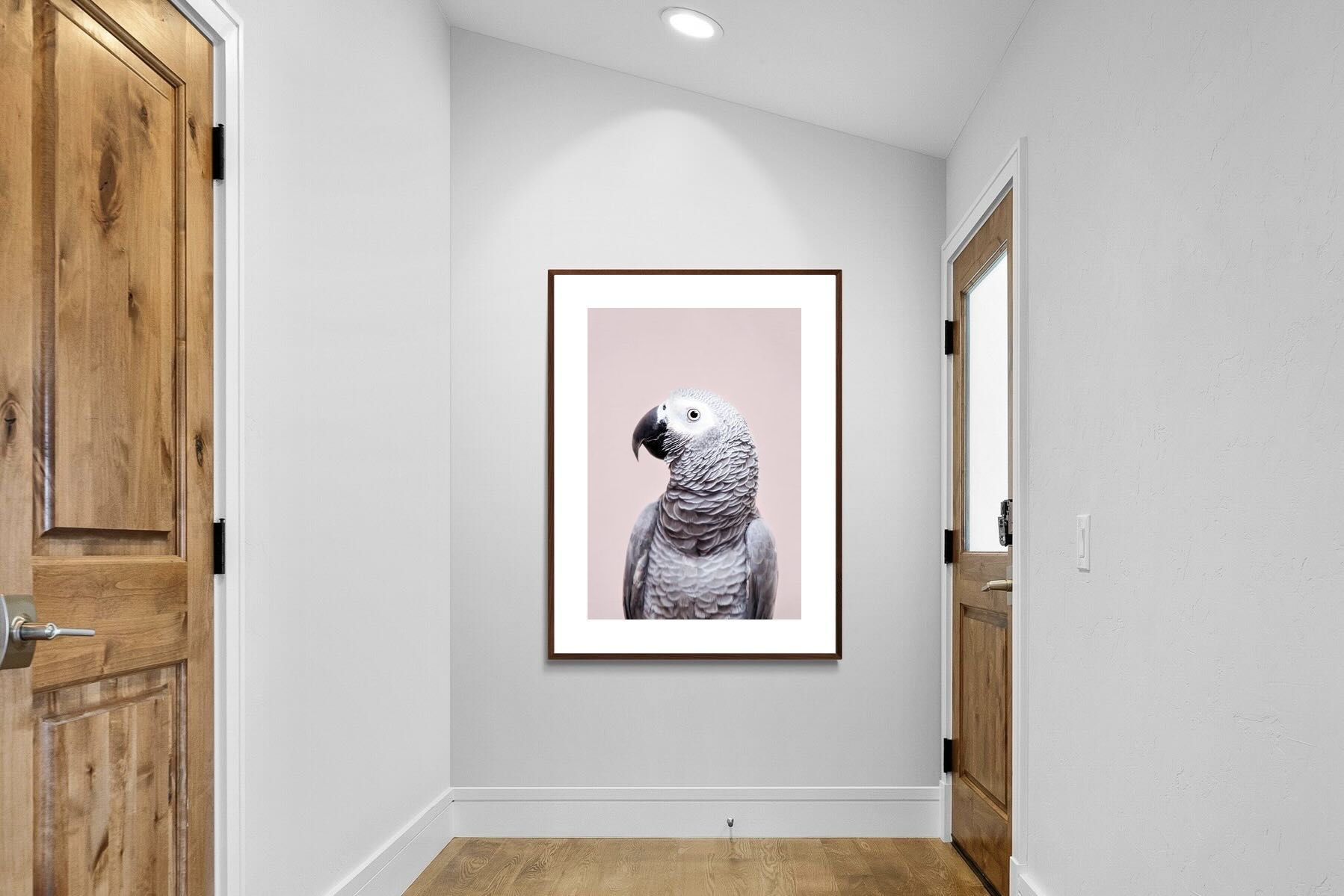 Pixalot African Grey