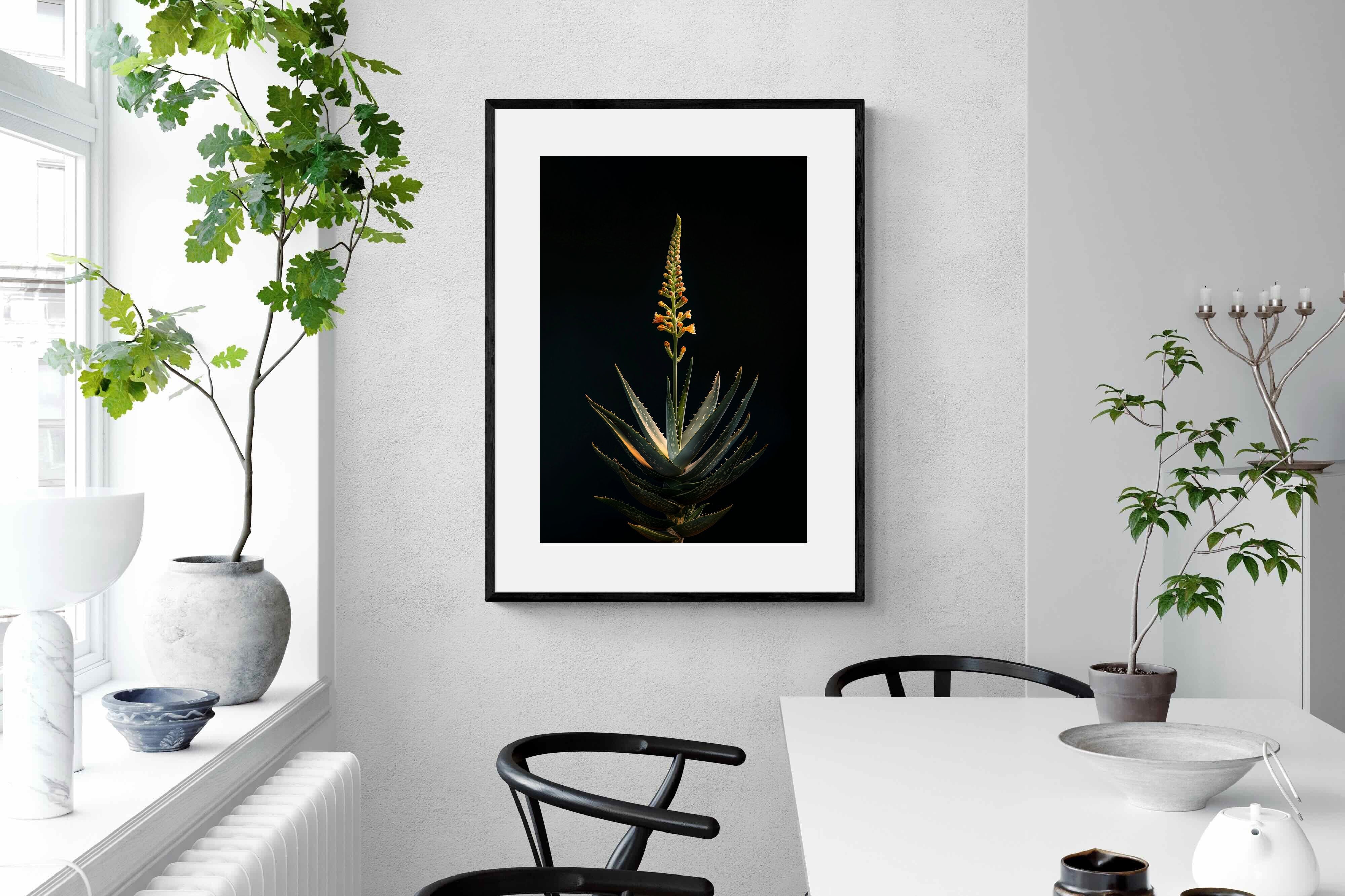 Pixalot Aloe Ascension