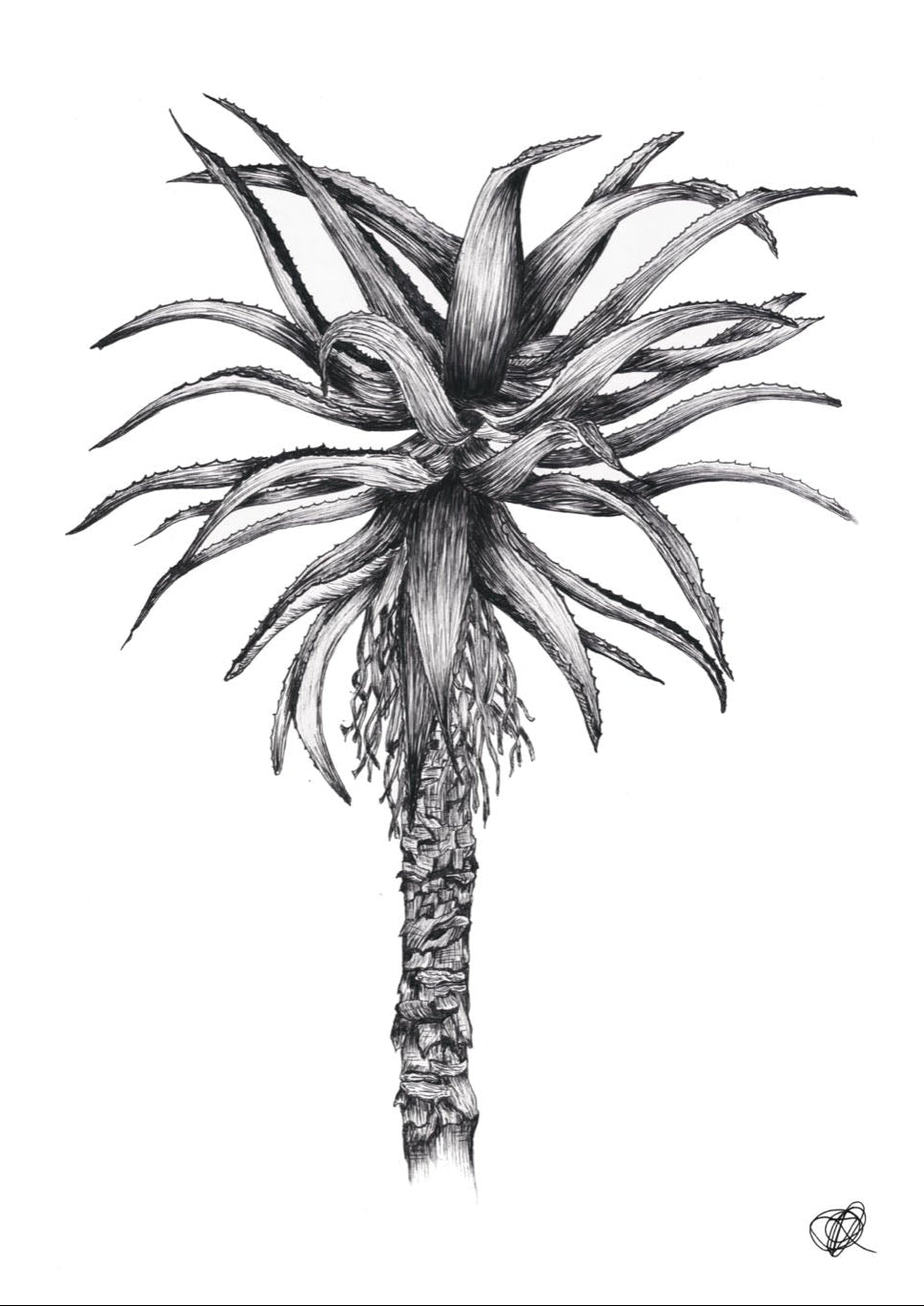 Aloe Illustration