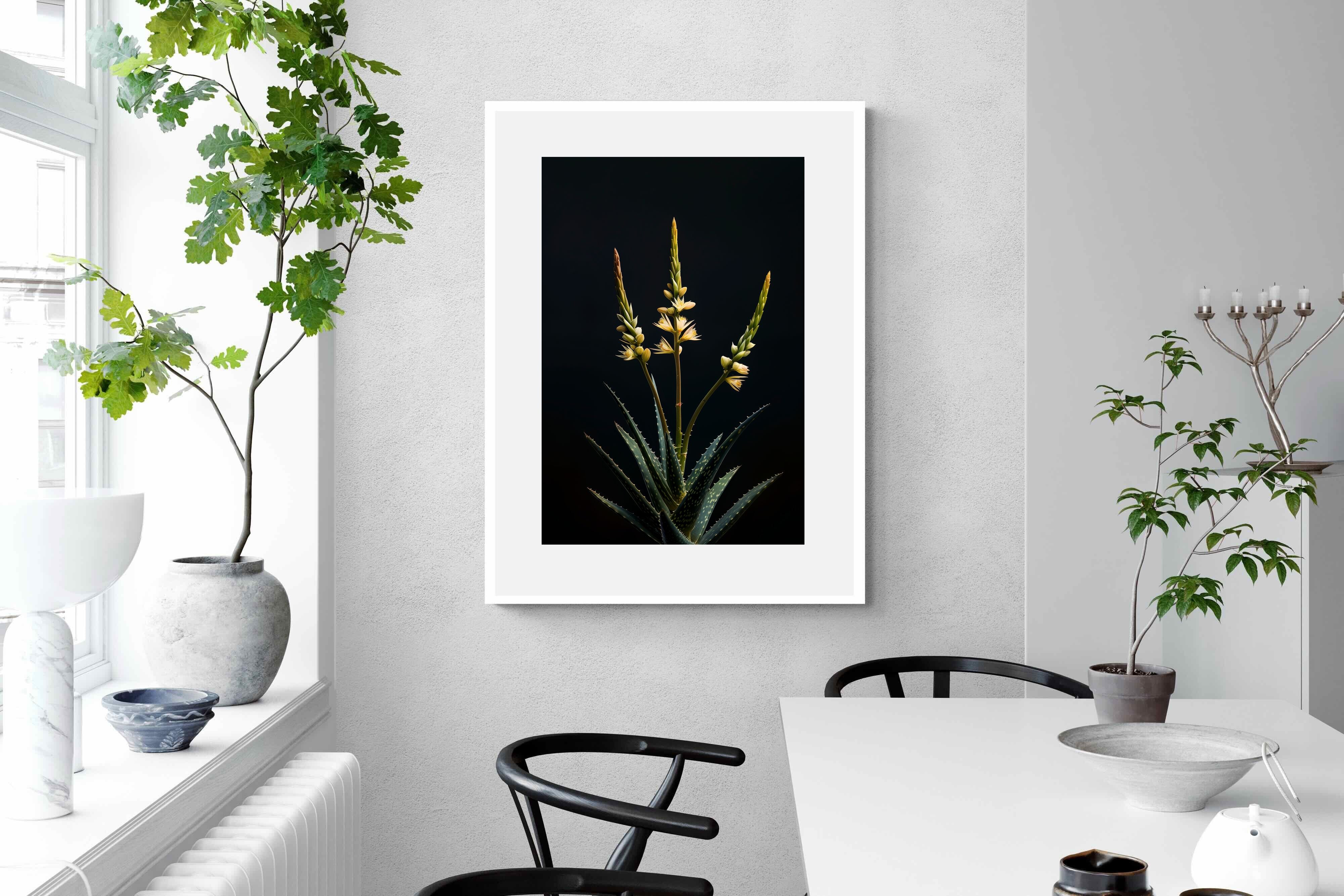 Pixalot Aloe Triad