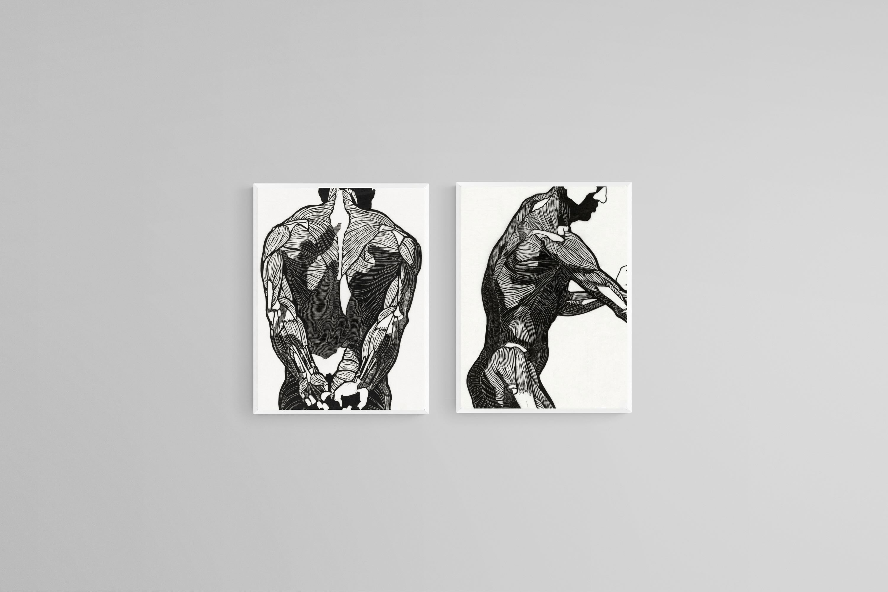 Anatomical Study Set