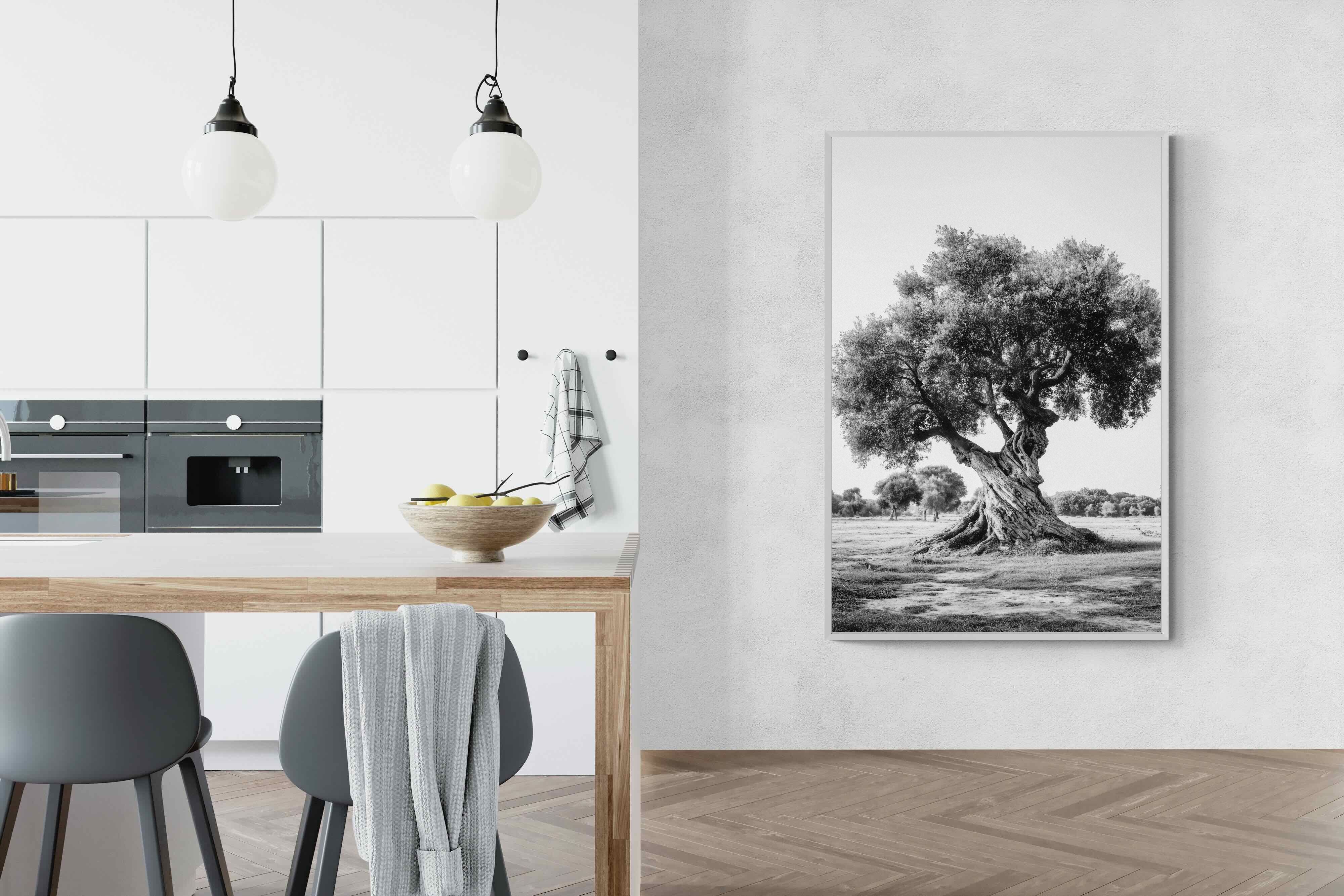 Pixalot Ancient Olive Tree