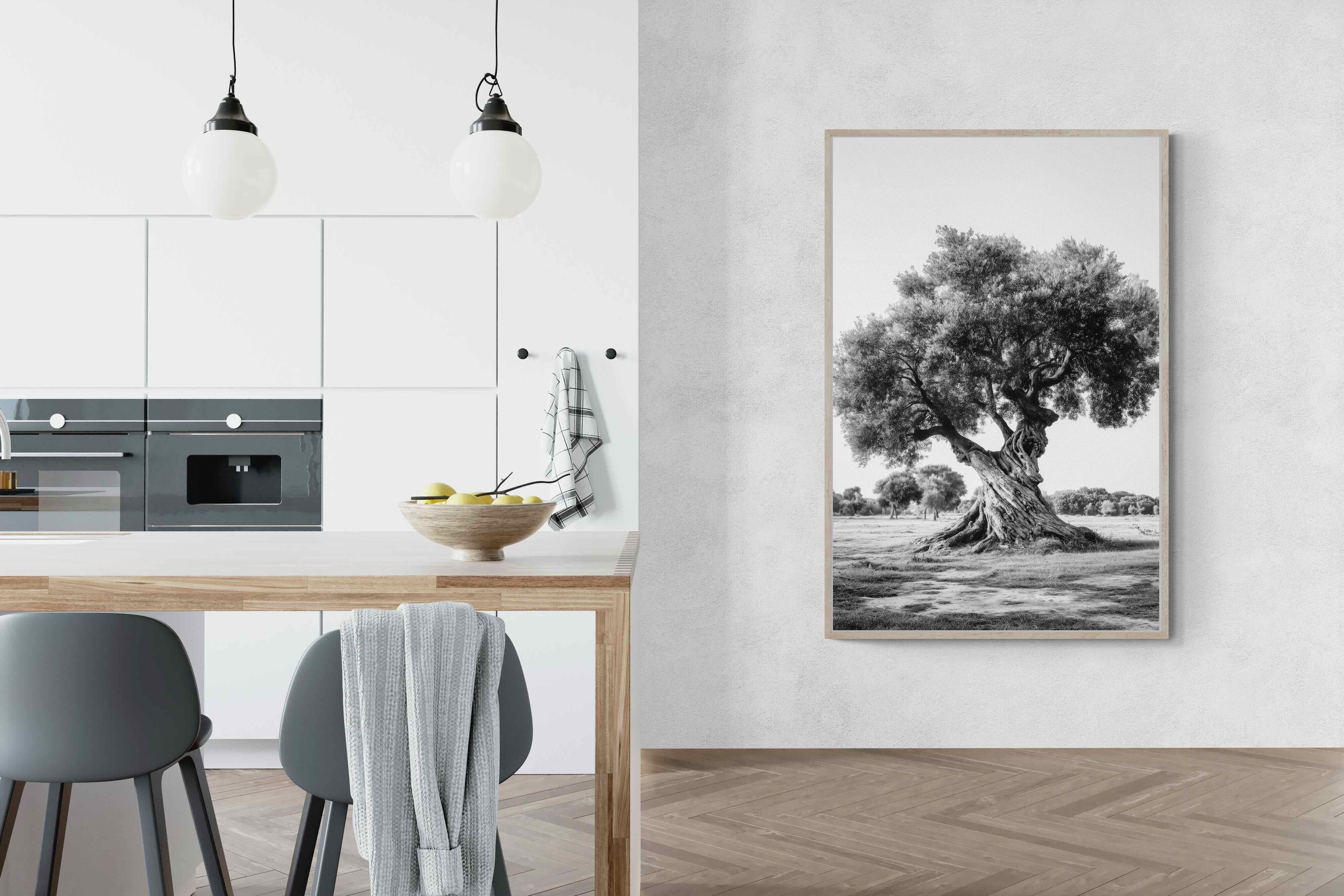 Pixalot Ancient Olive Tree