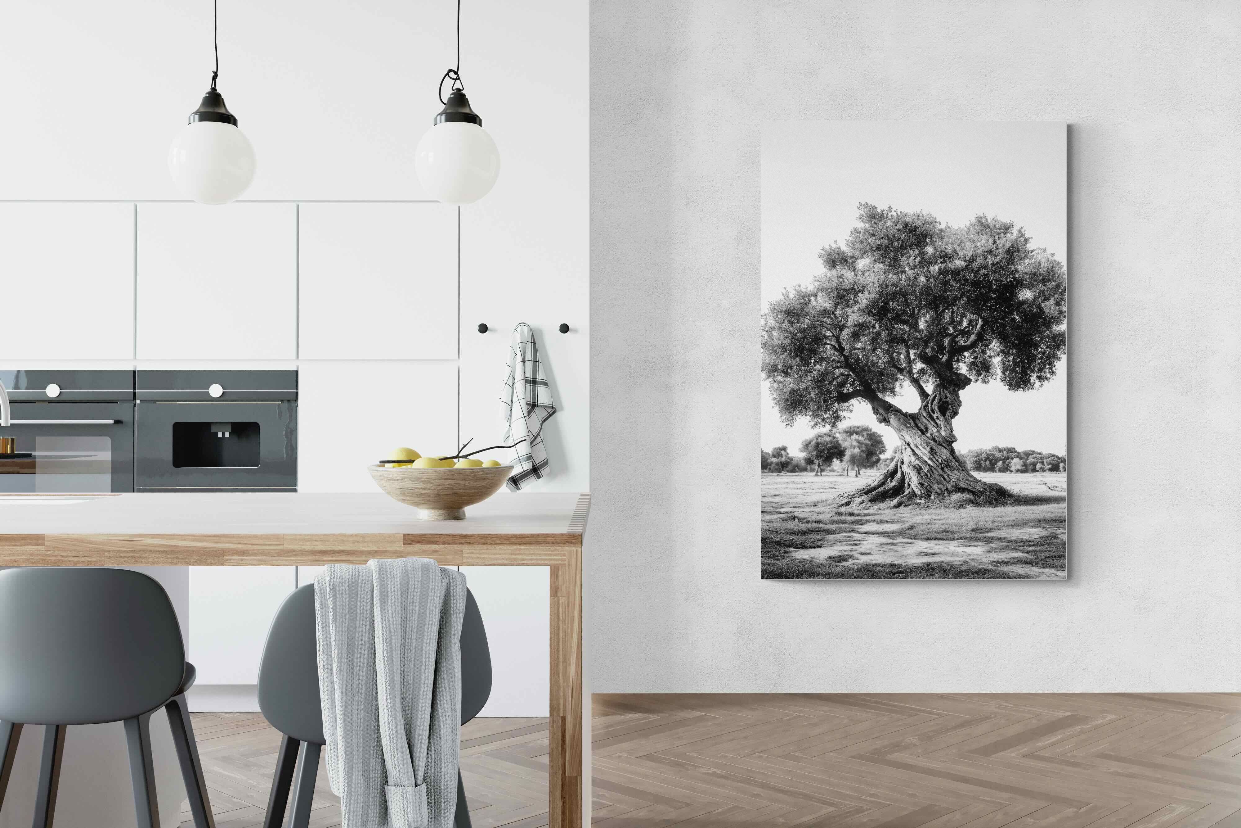 Pixalot Ancient Olive Tree