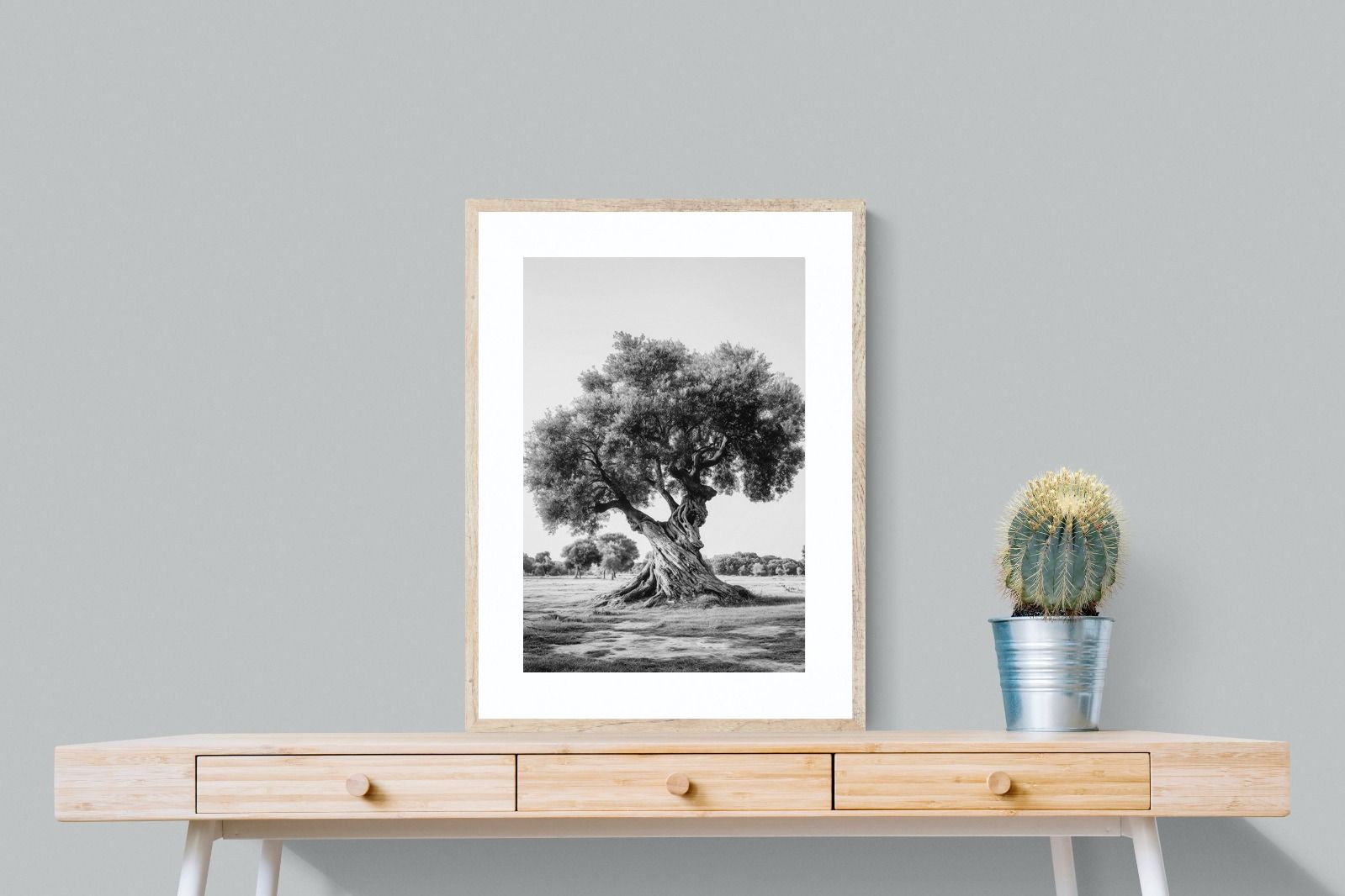 Pixalot Ancient Olive Tree