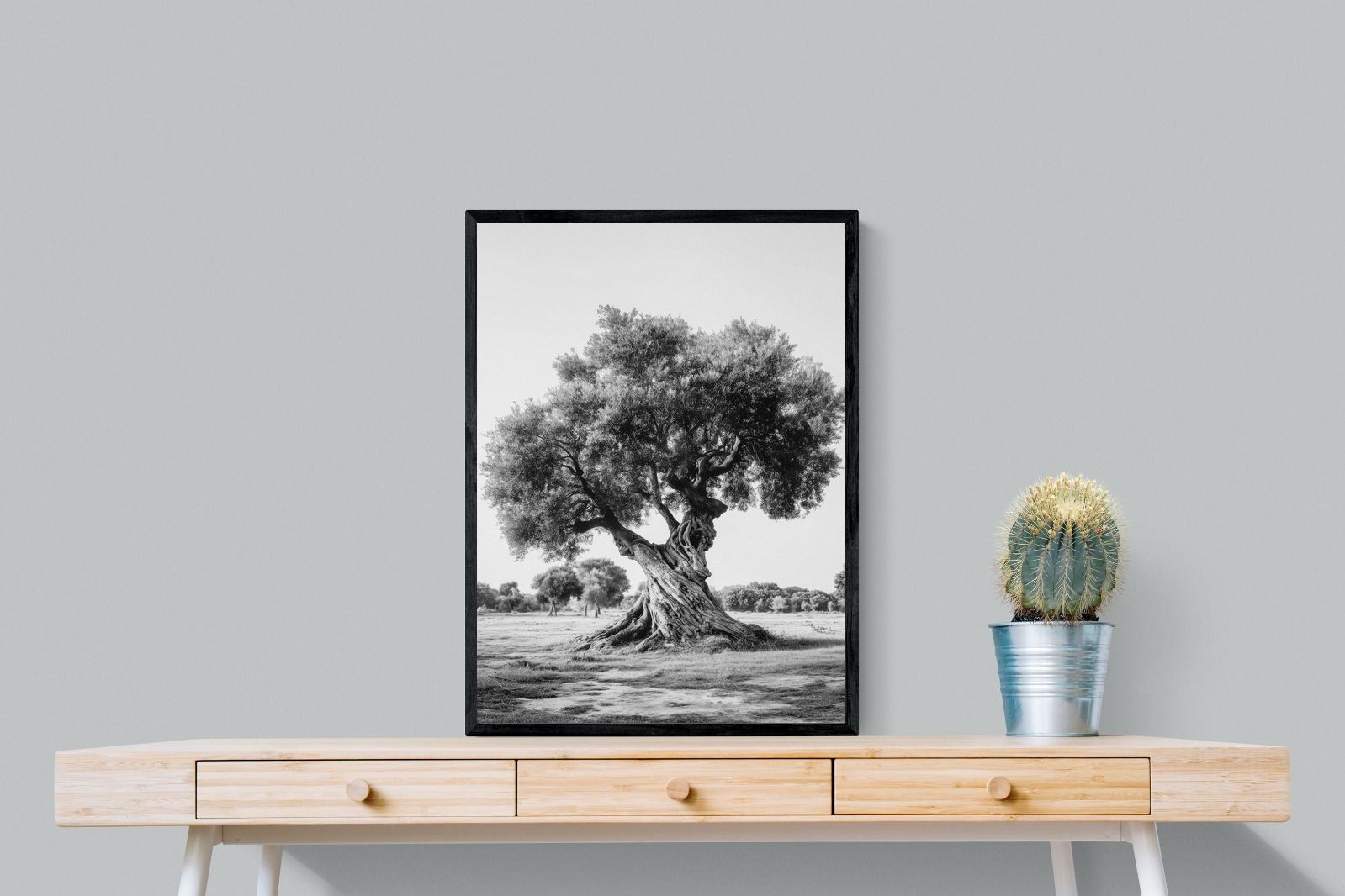 Pixalot Ancient Olive Tree