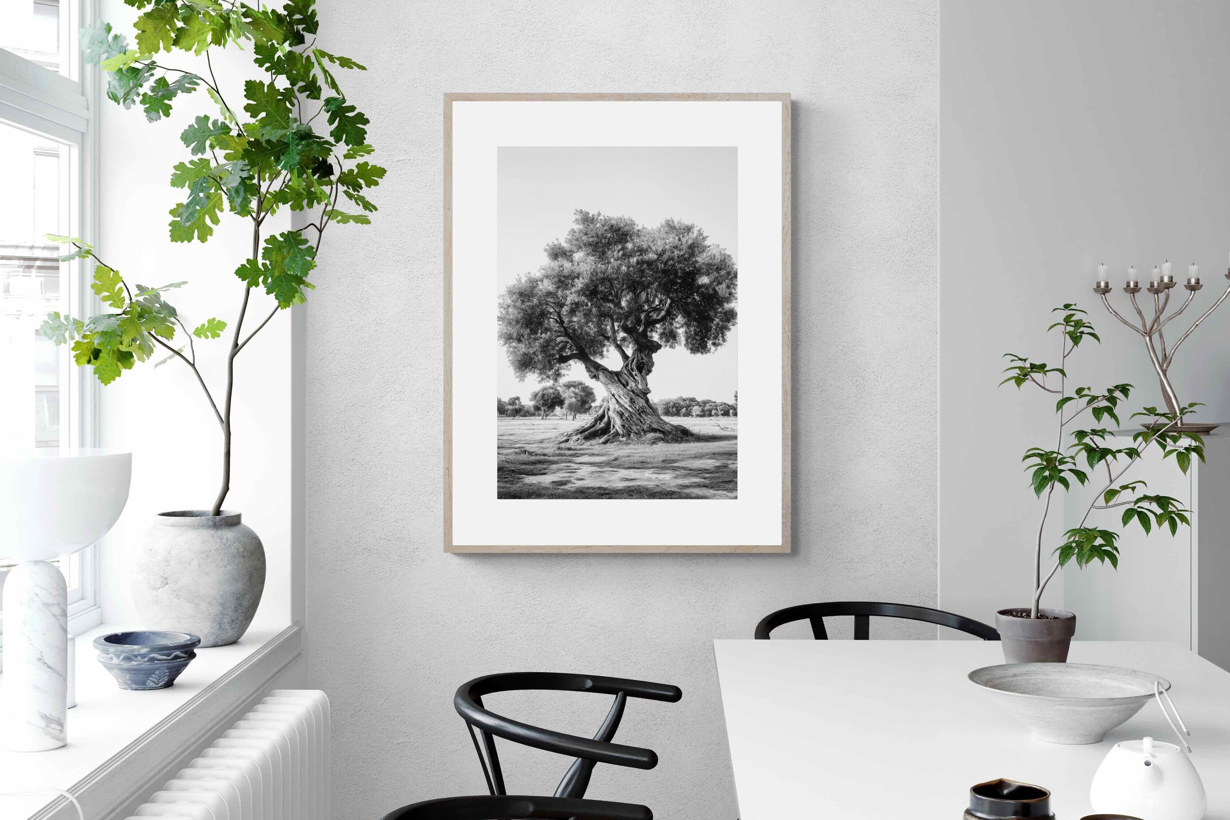 Pixalot Ancient Olive Tree