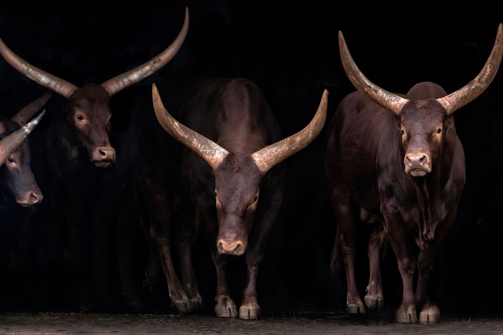 Ankole-Watusi Herd
