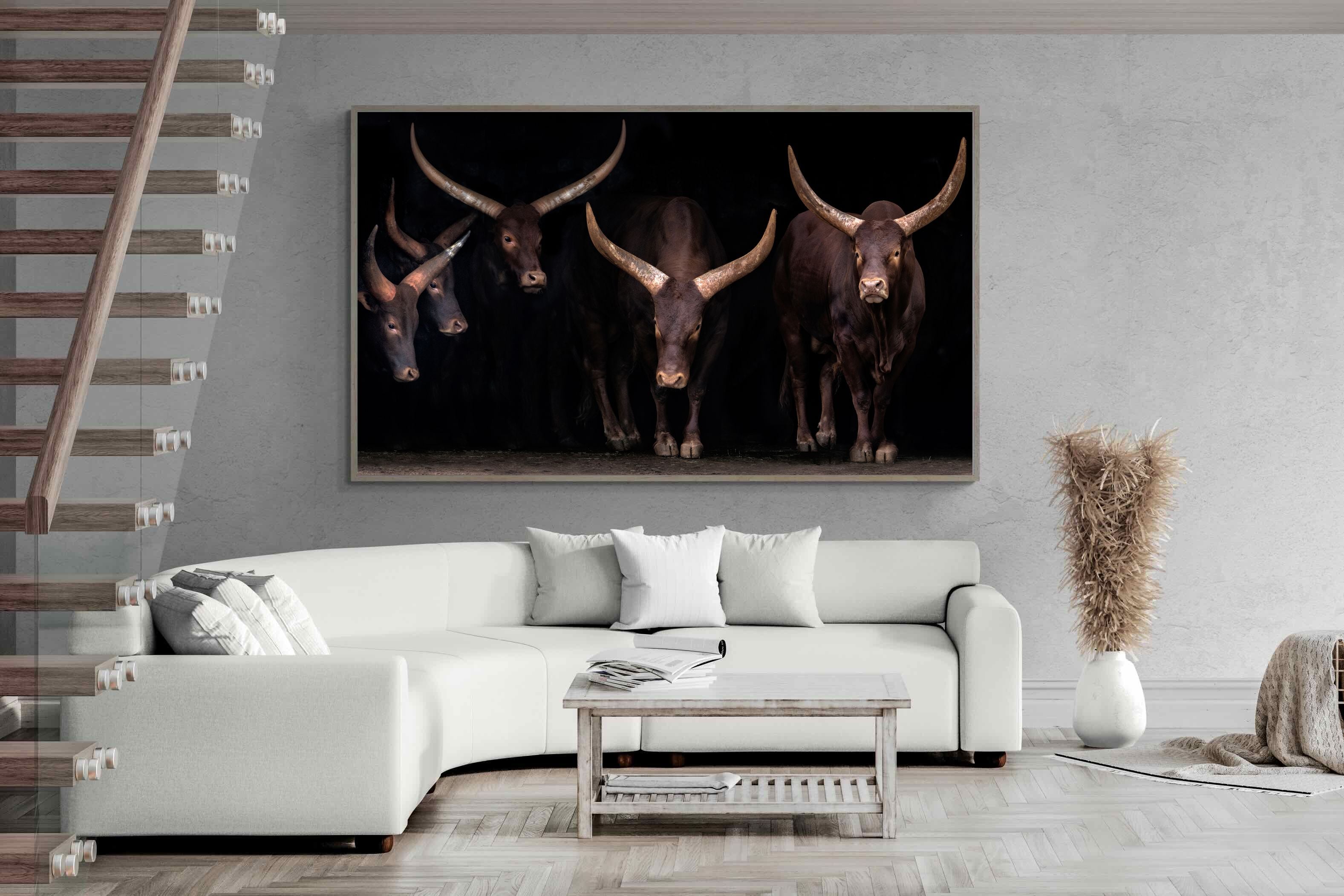 Pixalot Ankole-Watusi Herd