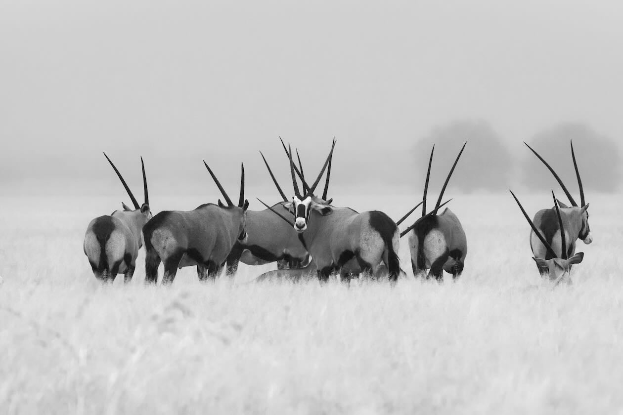 Antelope Herd
