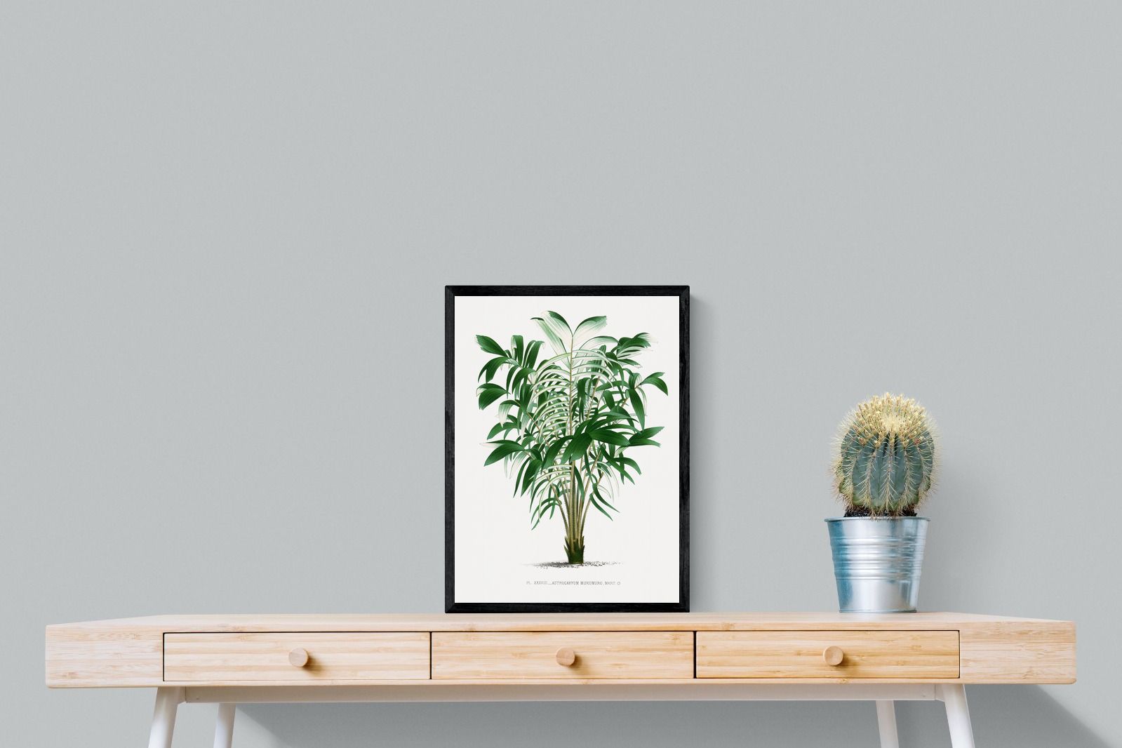 Pixalot Astrocaryum Murumuru Palm Tree Illustration