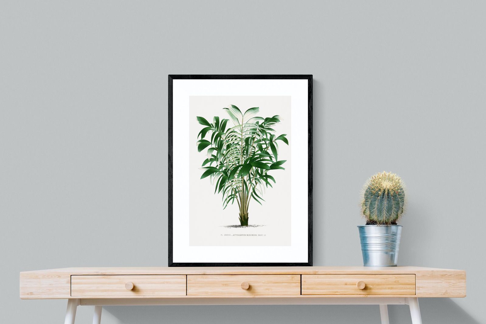 Pixalot Astrocaryum Murumuru Palm Tree Illustration