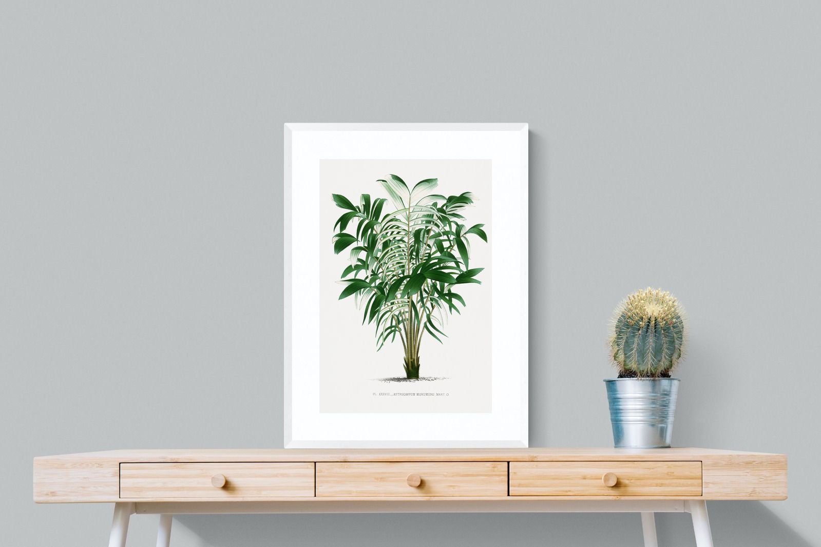 Pixalot Astrocaryum Murumuru Palm Tree Illustration