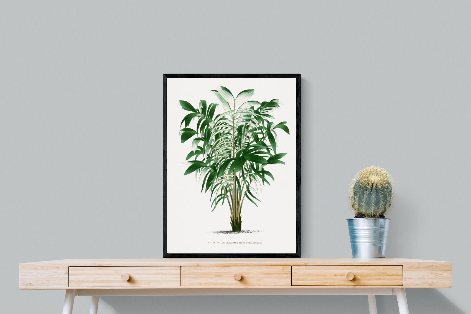 Pixalot Astrocaryum Murumuru Palm Tree Illustration