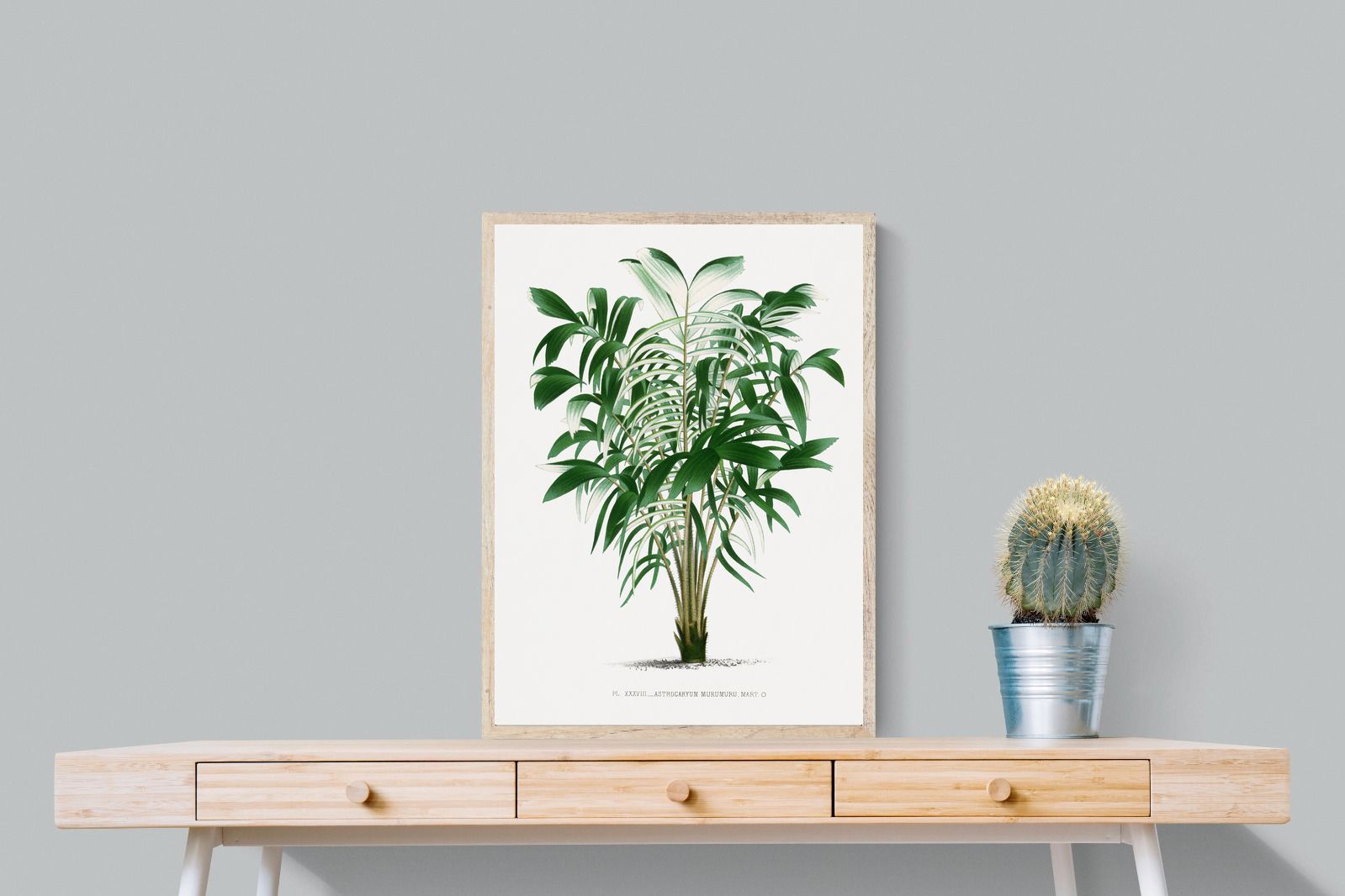 Pixalot Astrocaryum Murumuru Palm Tree Illustration