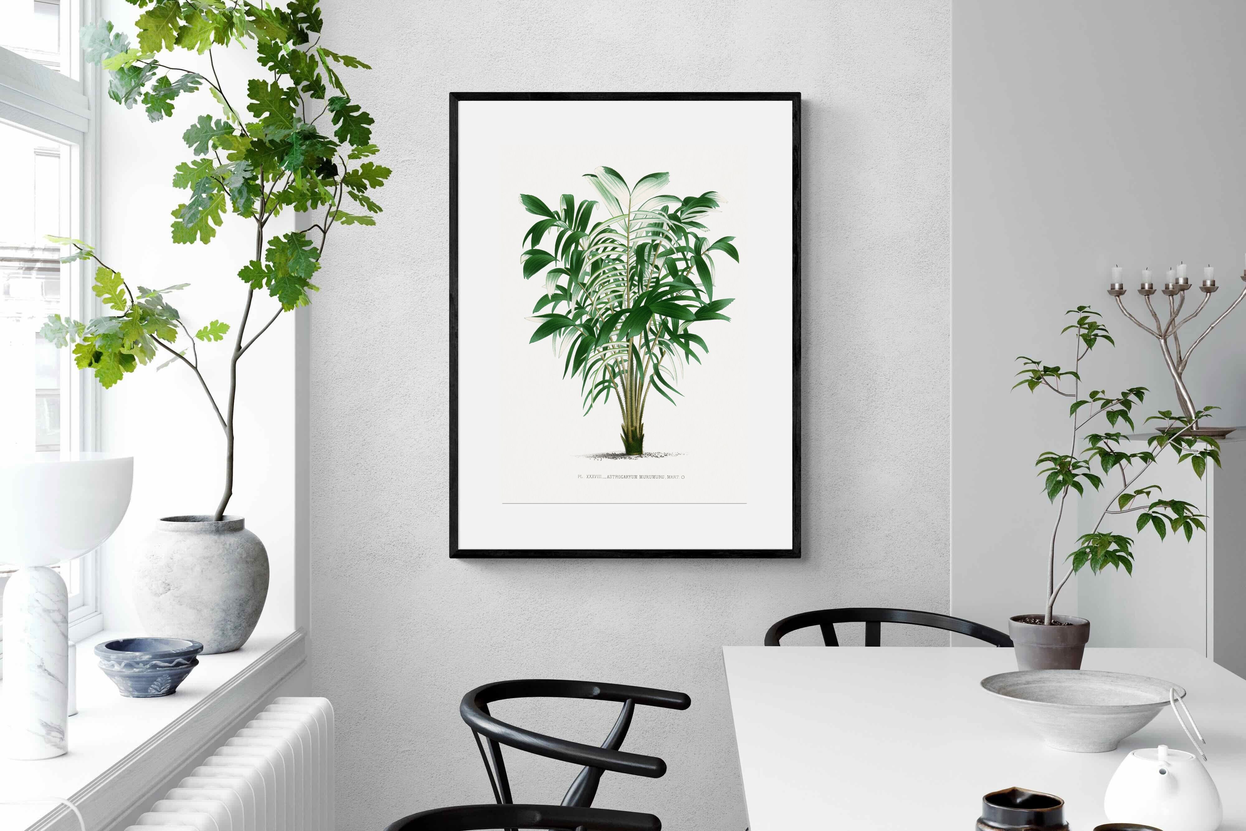 Pixalot Astrocaryum Murumuru Palm Tree Illustration