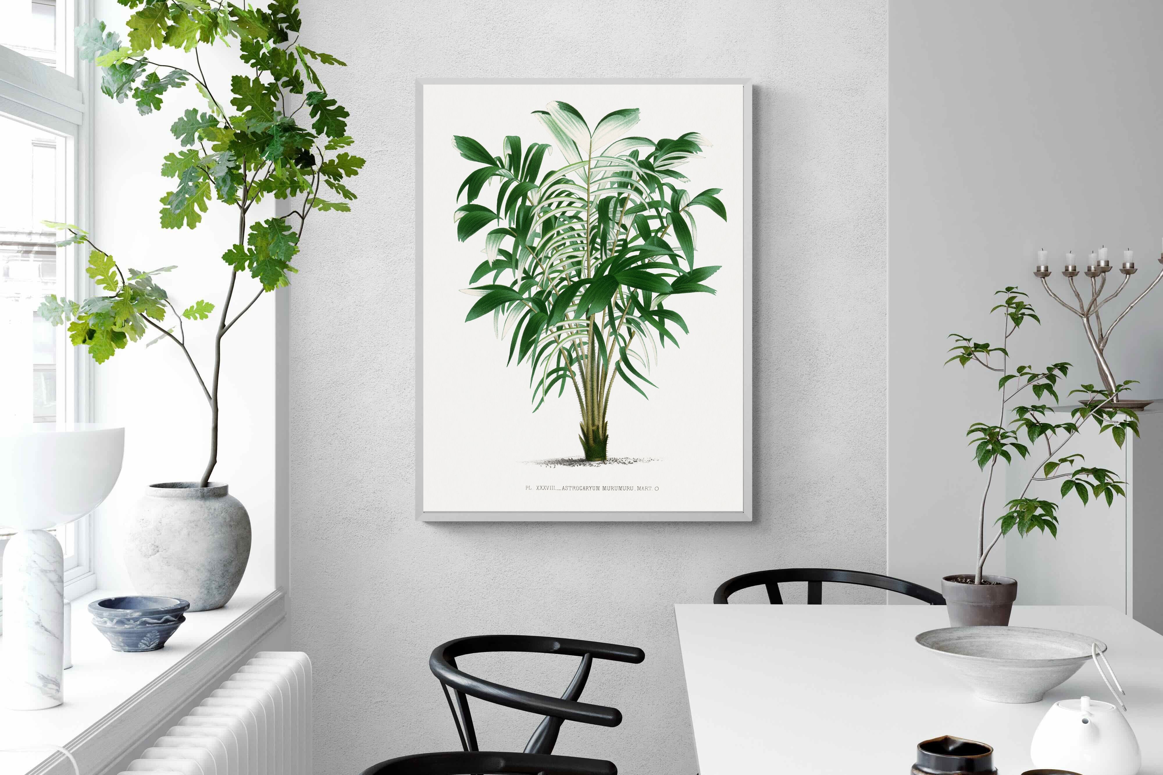 Pixalot Astrocaryum Murumuru Palm Tree Illustration