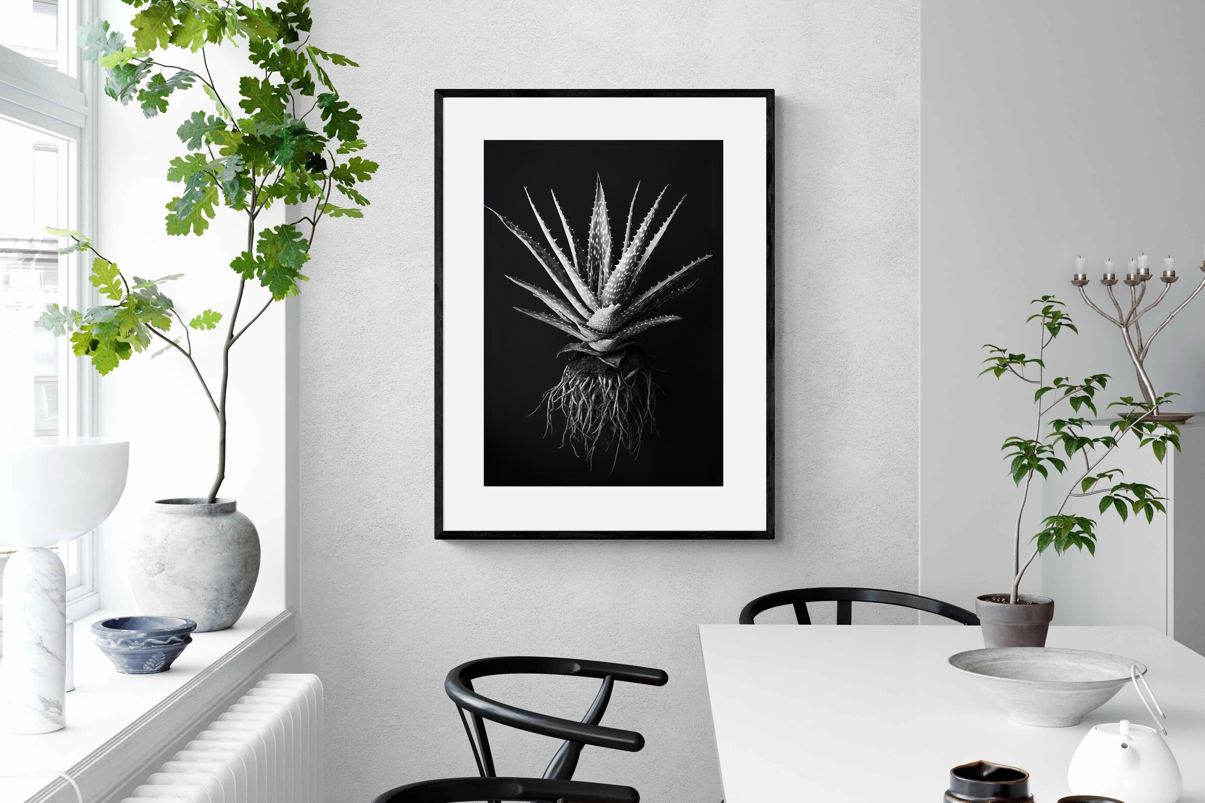 Pixalot Black Aloe