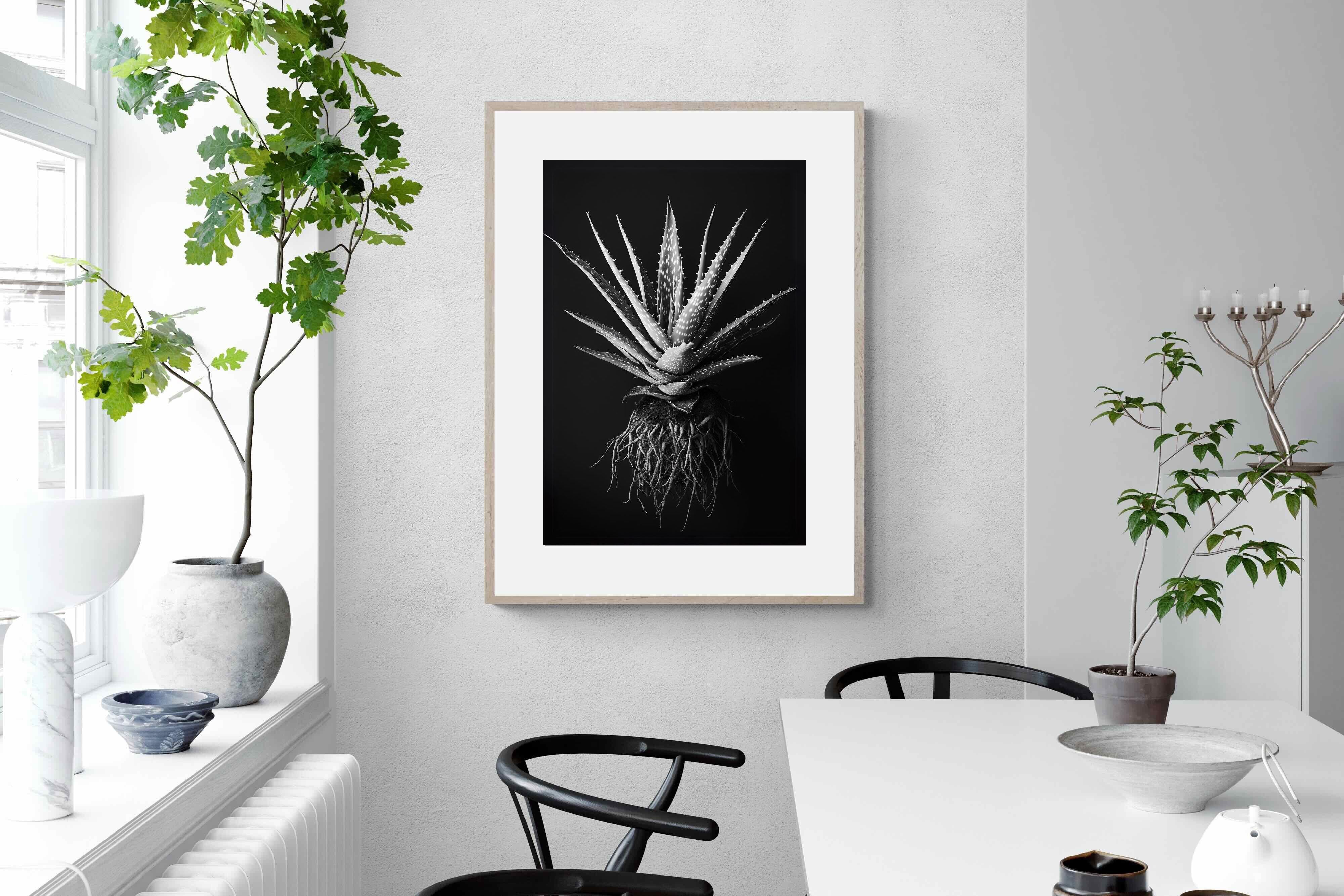 Pixalot Black Aloe