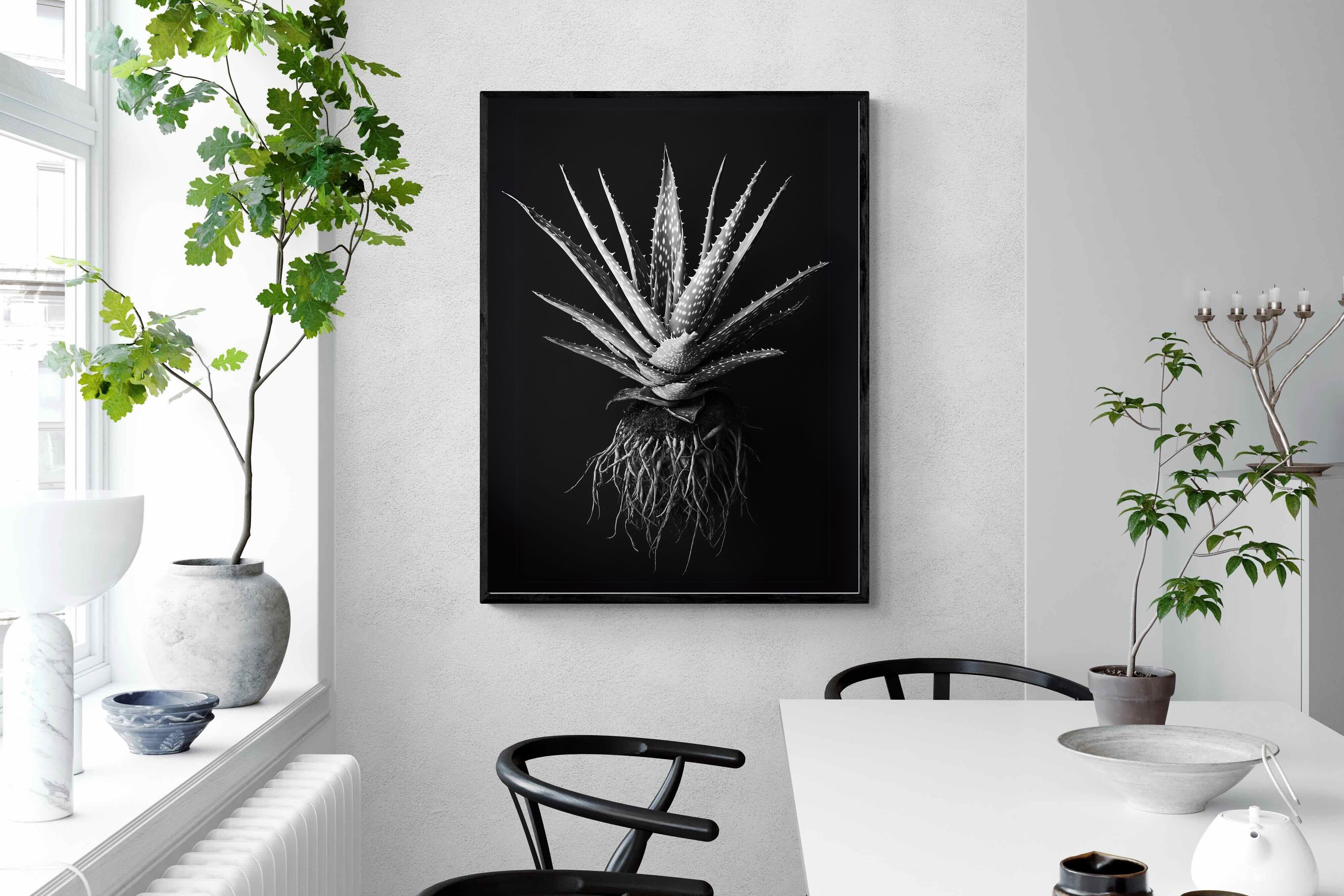 Pixalot Black Aloe
