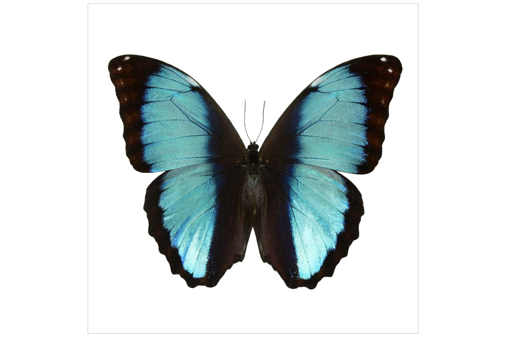 Blue Morpho