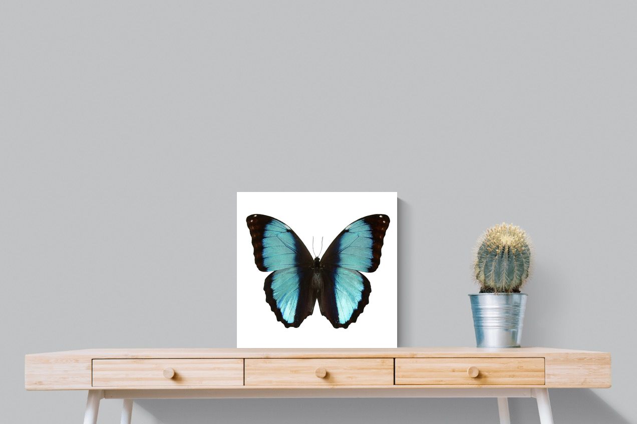 Pixalot Blue Morpho