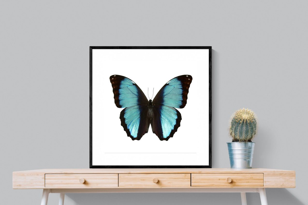 Pixalot Blue Morpho