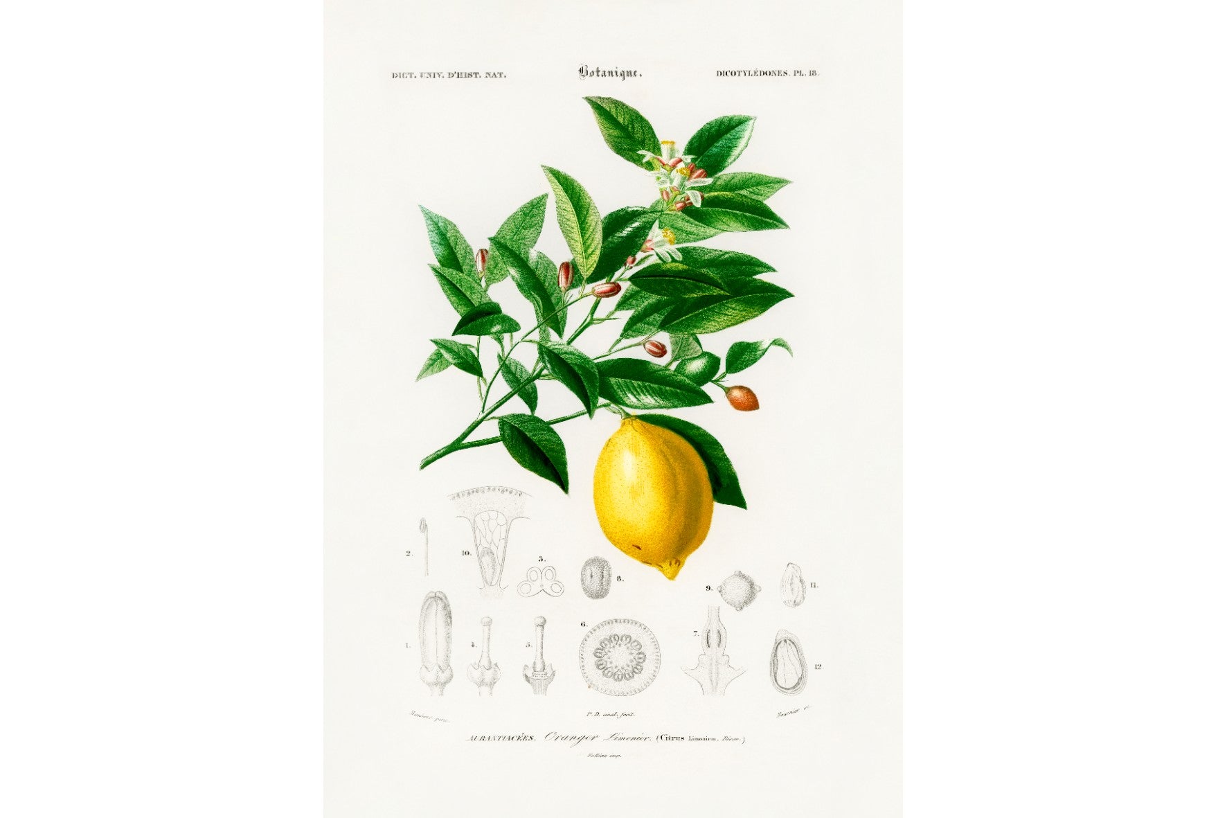 Botanical Lemon
