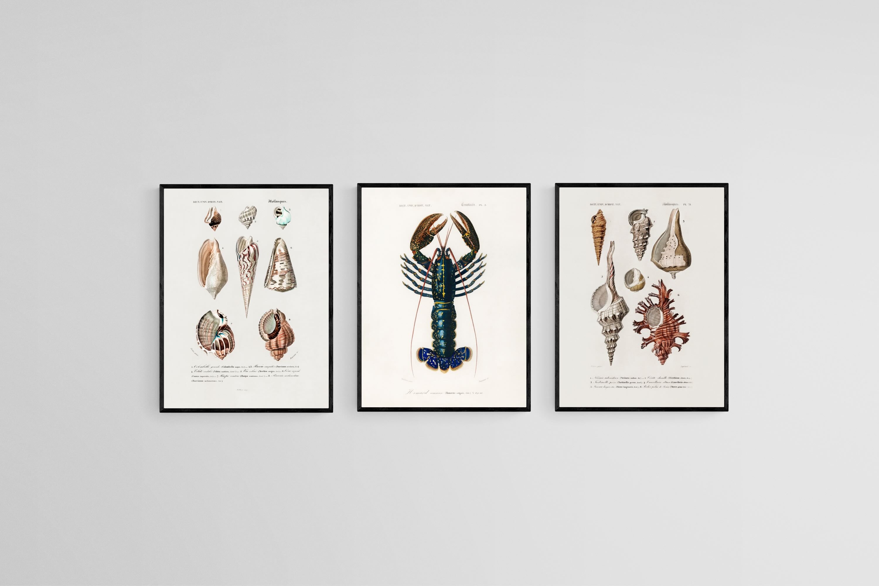 Cabinet of the Coast Set