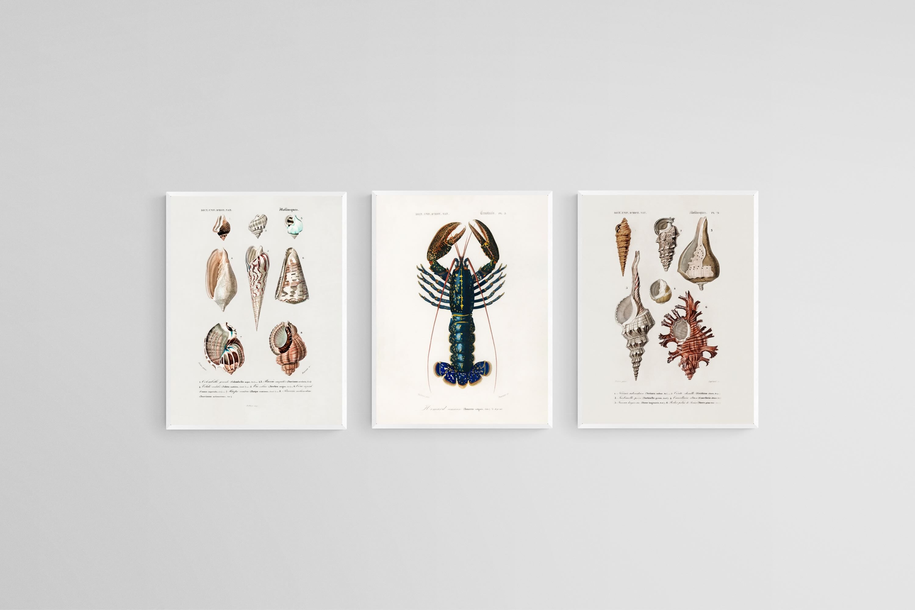 Cabinet of the Coast Set