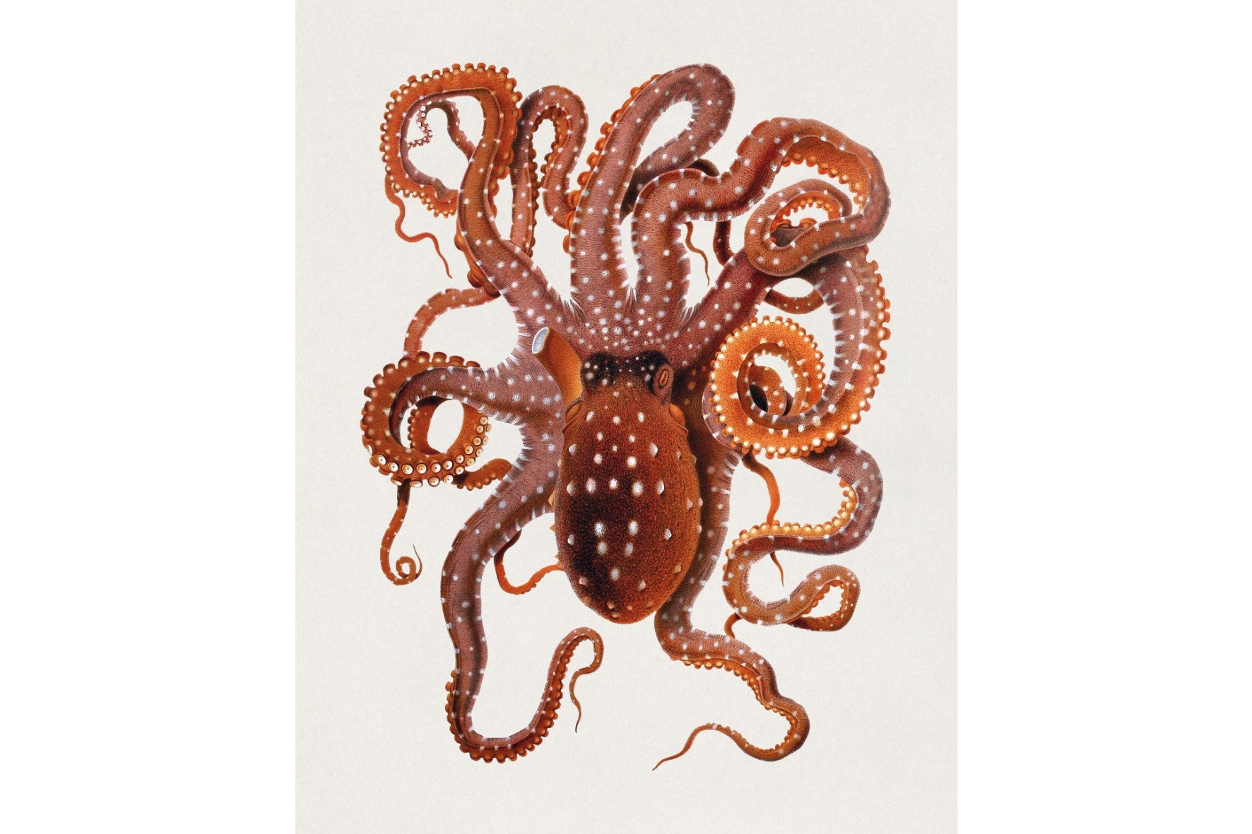 Callistoctopus Macropus