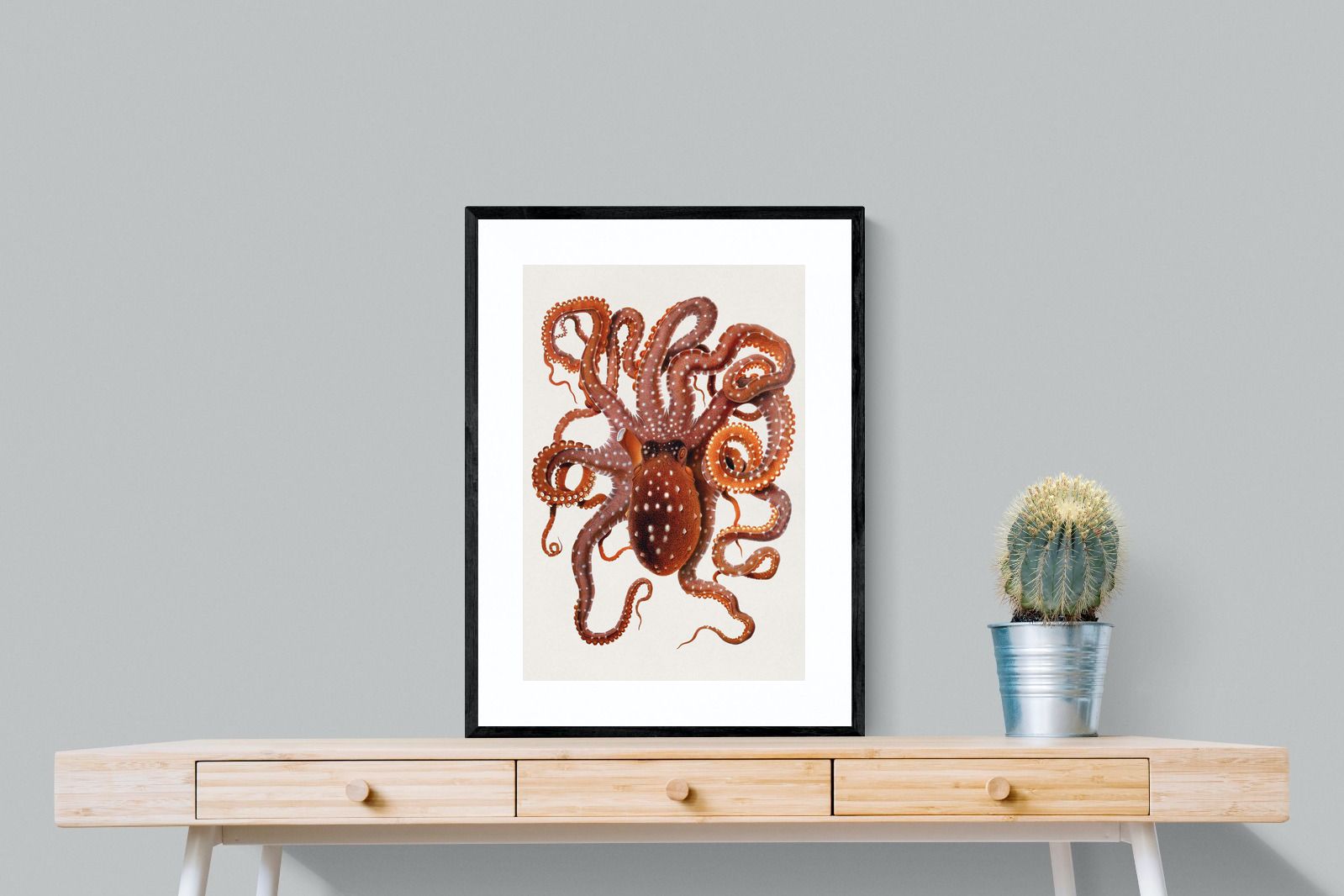 Pixalot Callistoctopus Macropus