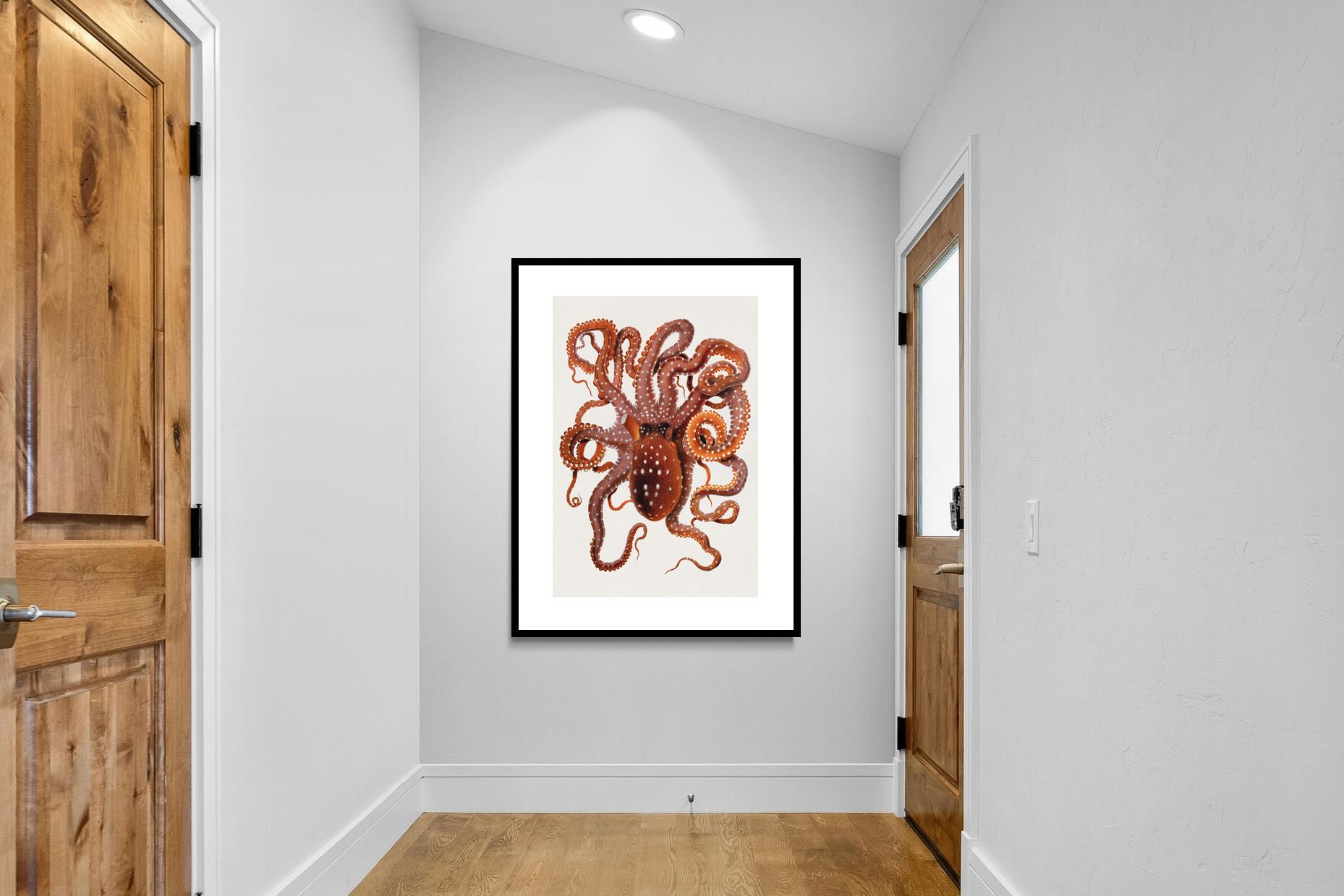 Pixalot Callistoctopus Macropus