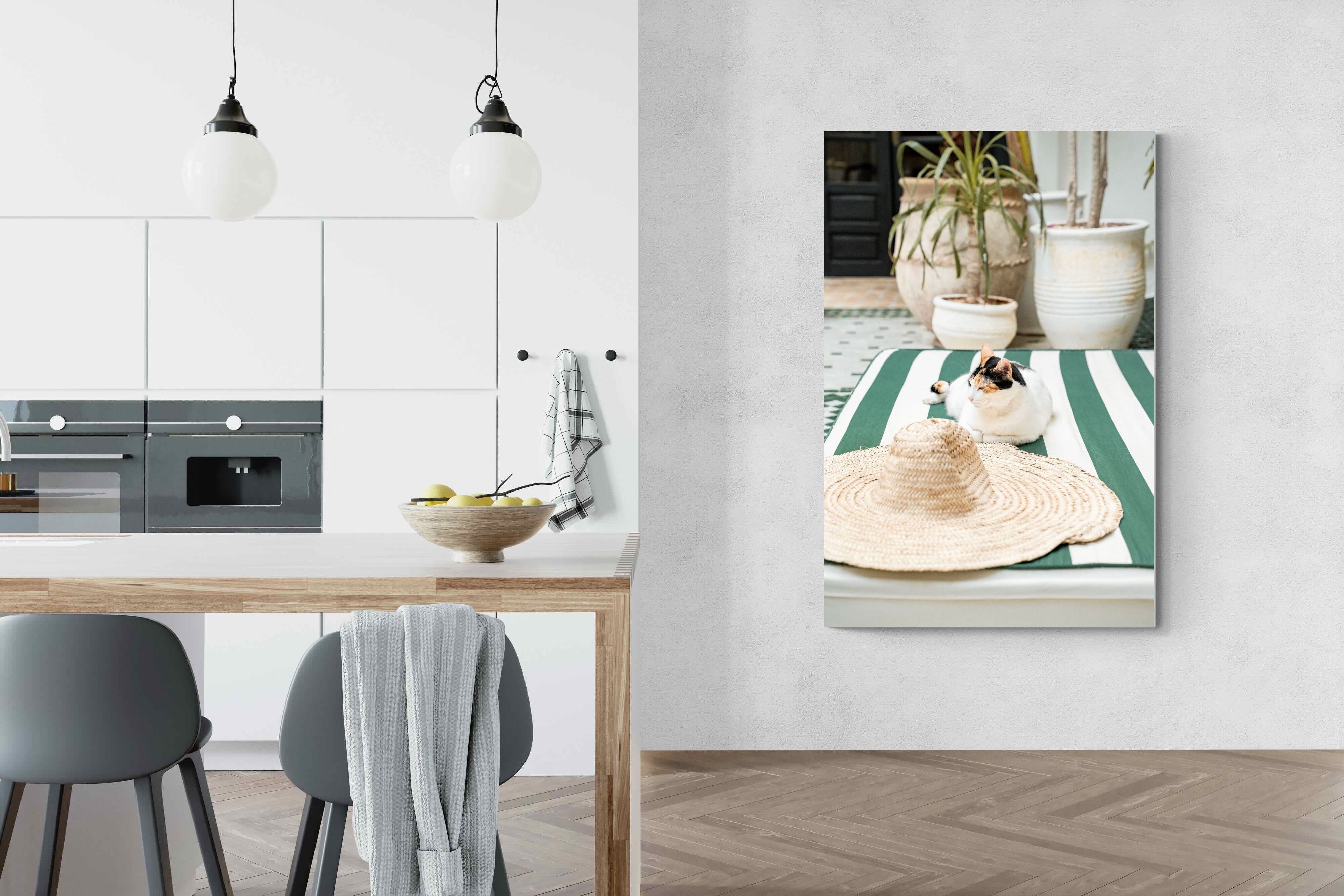 Pixalot Cat In Marrakech