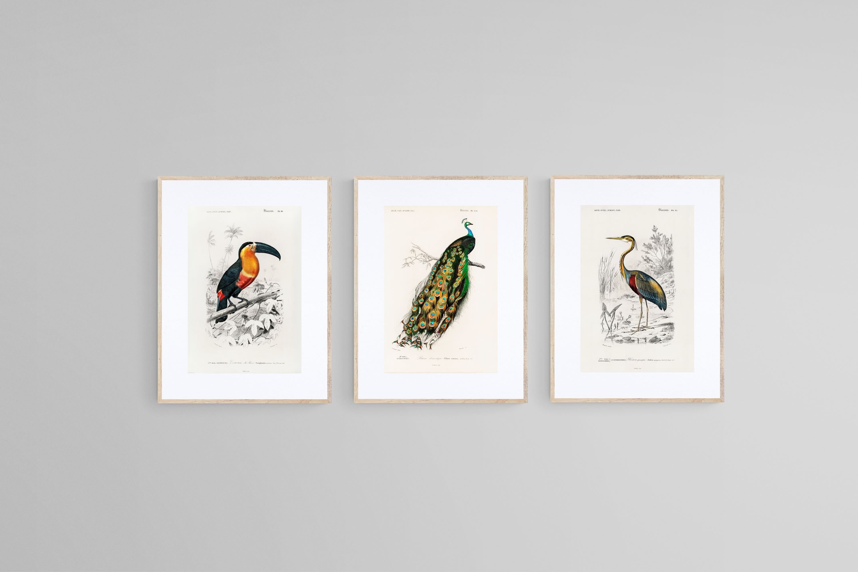 Charles Dessalines d’Orbigny Set