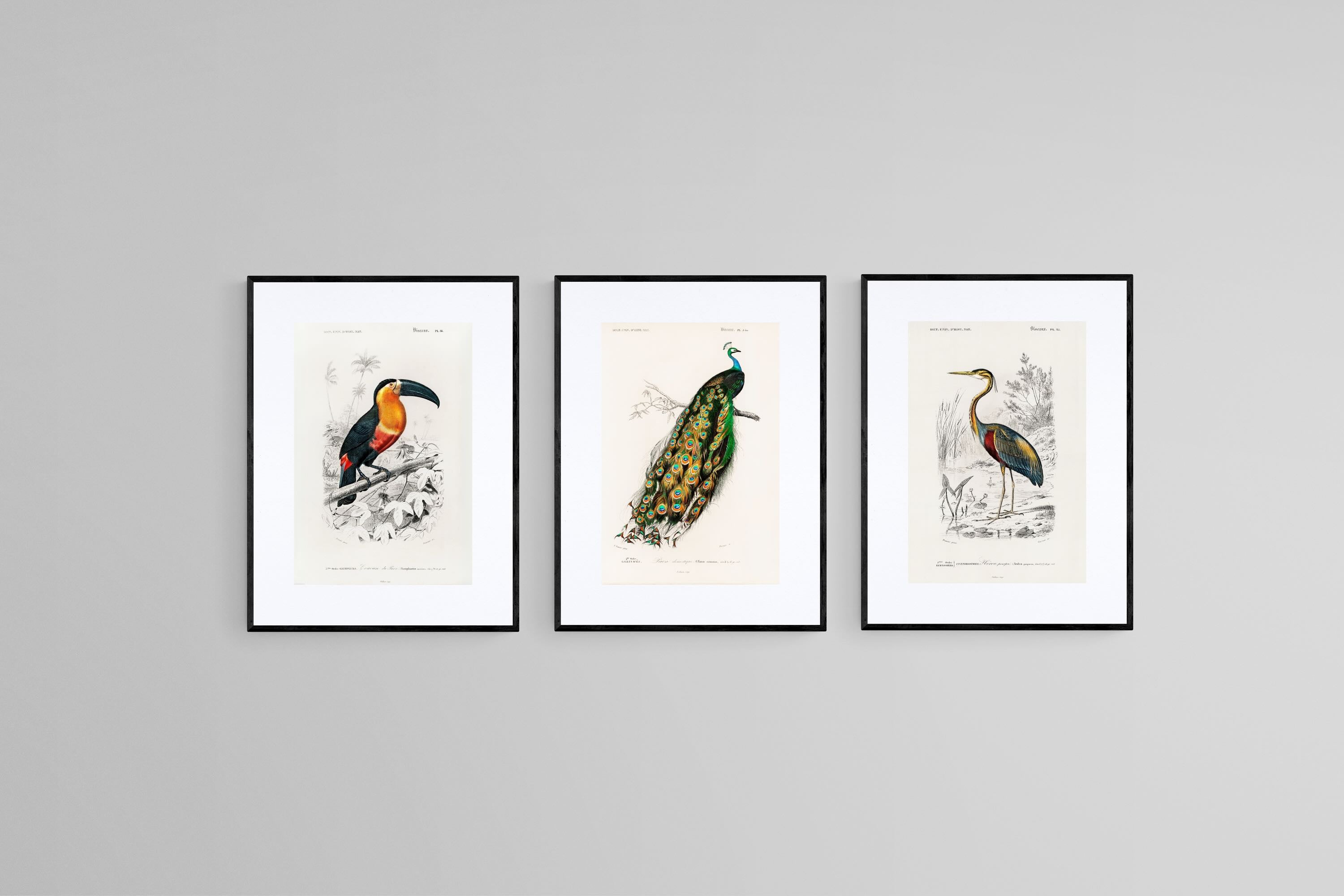 Charles Dessalines d’Orbigny Set