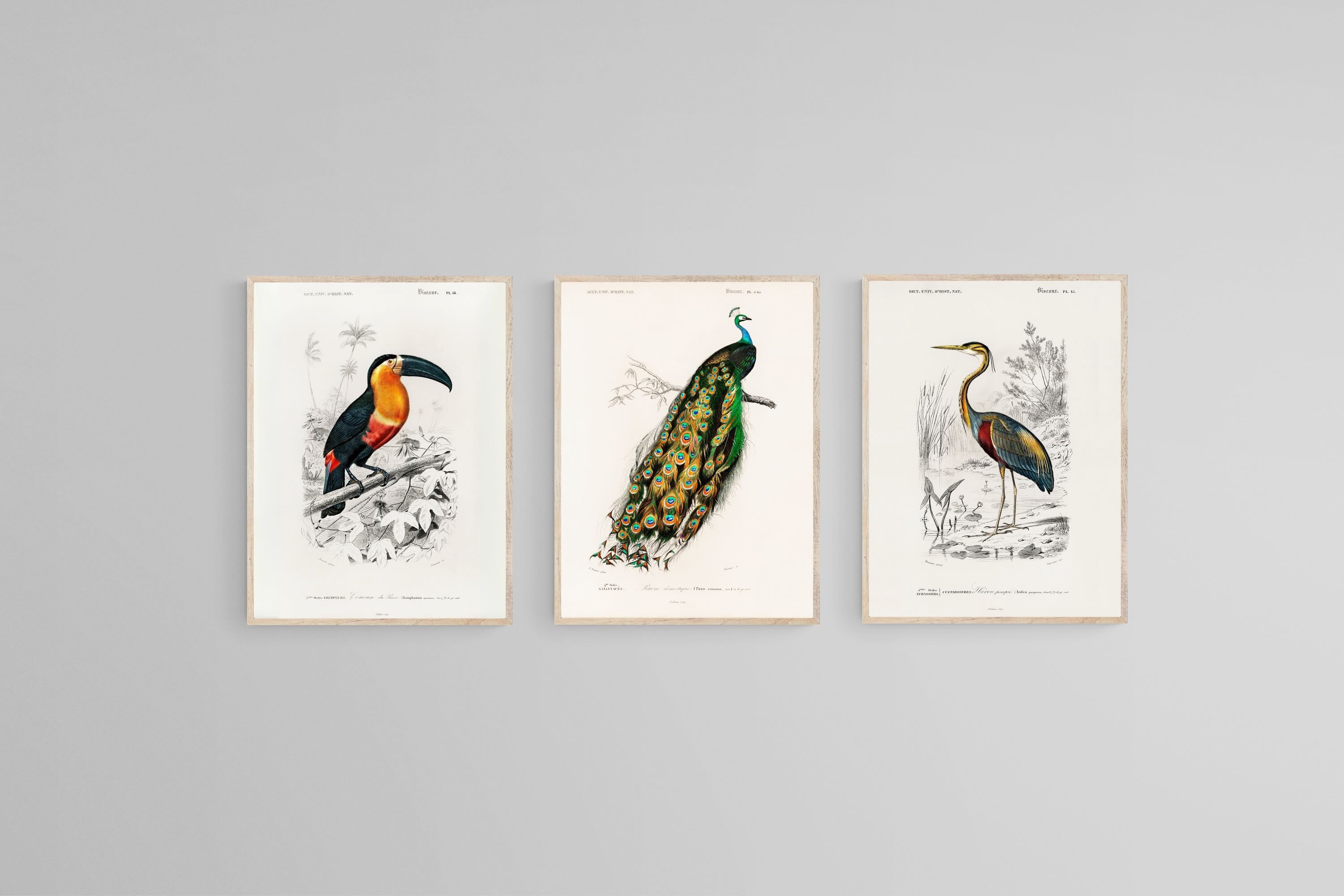 Charles Dessalines d’Orbigny Set