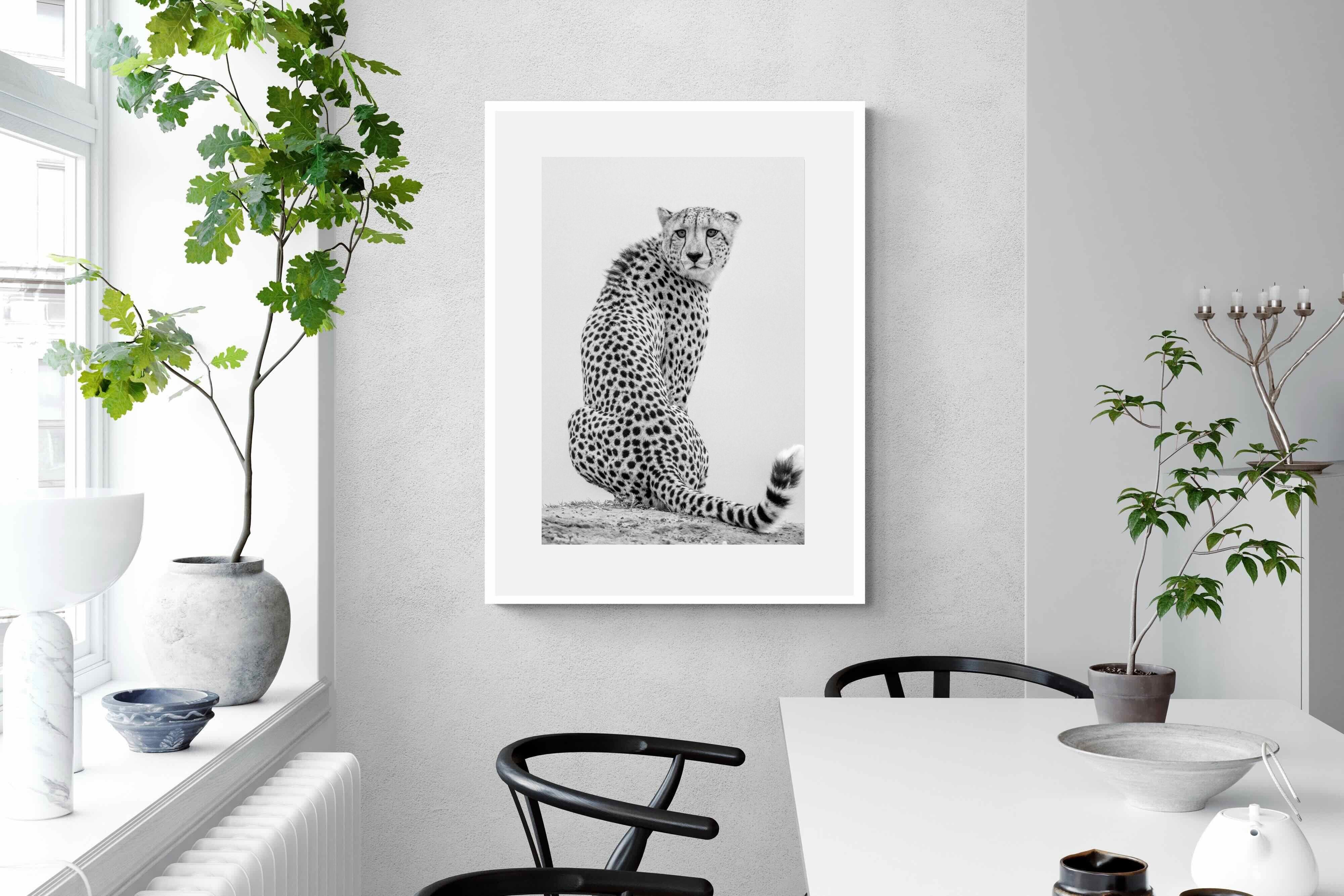 Pixalot Cheetah Glance