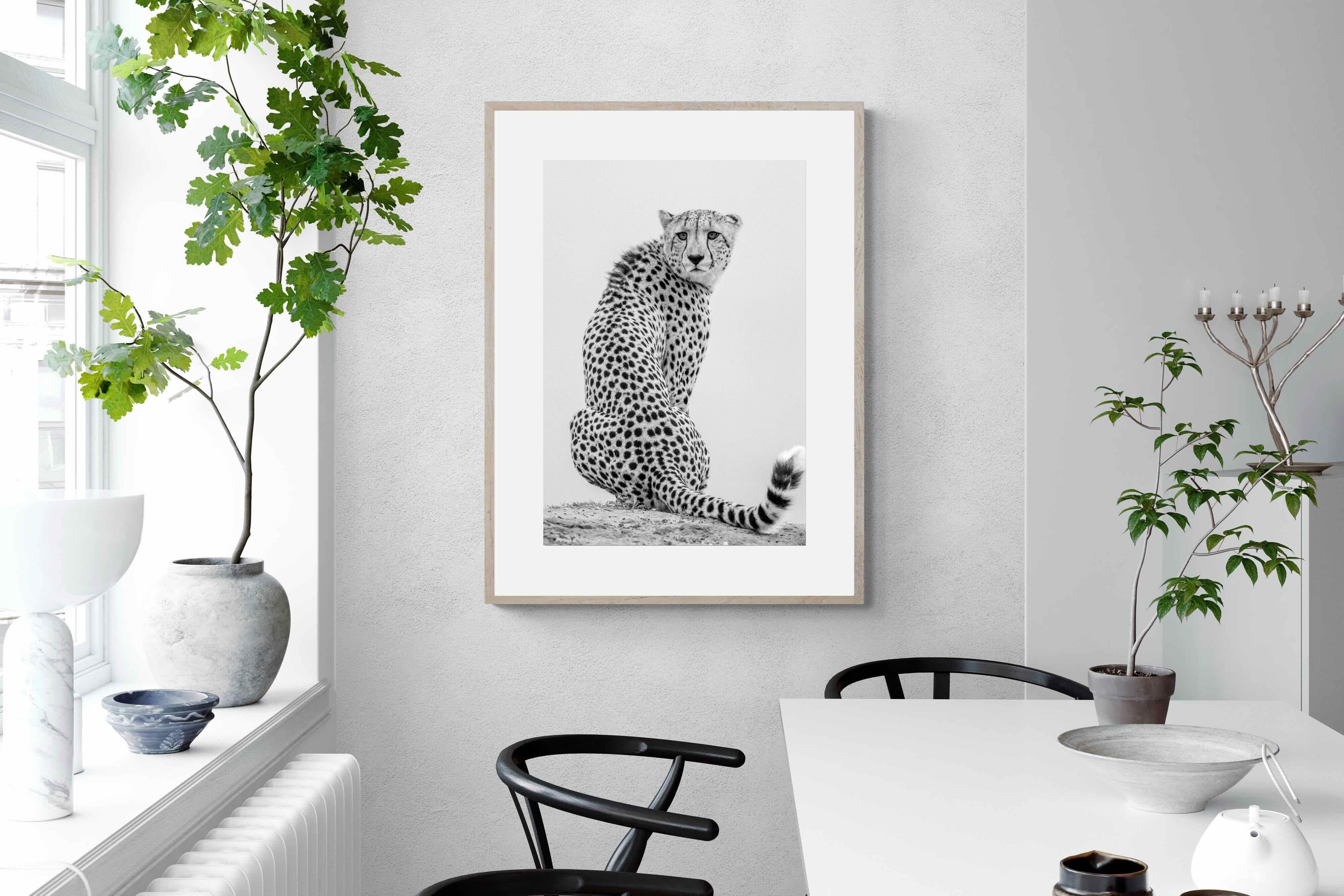 Pixalot Cheetah Glance