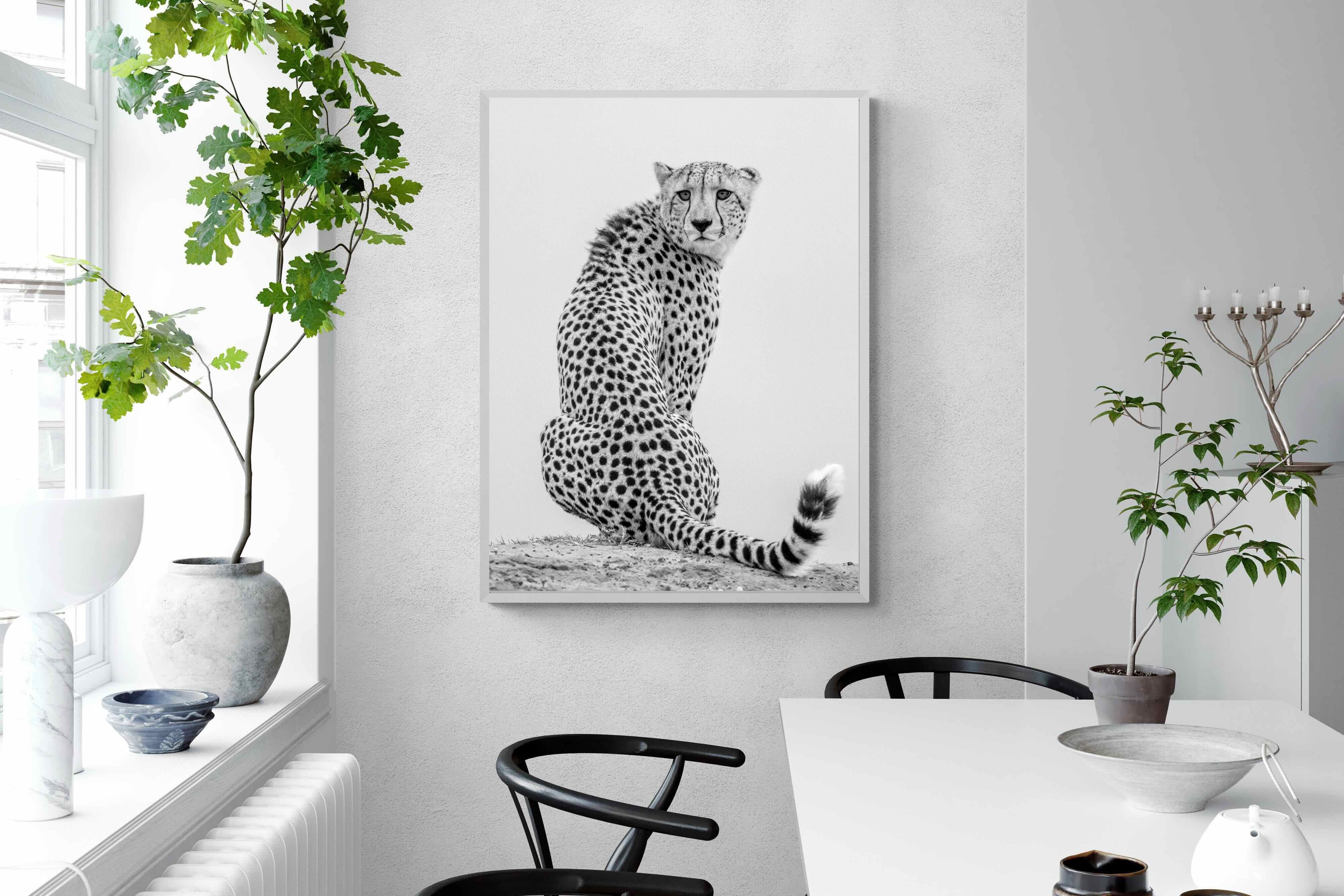 Pixalot Cheetah Glance