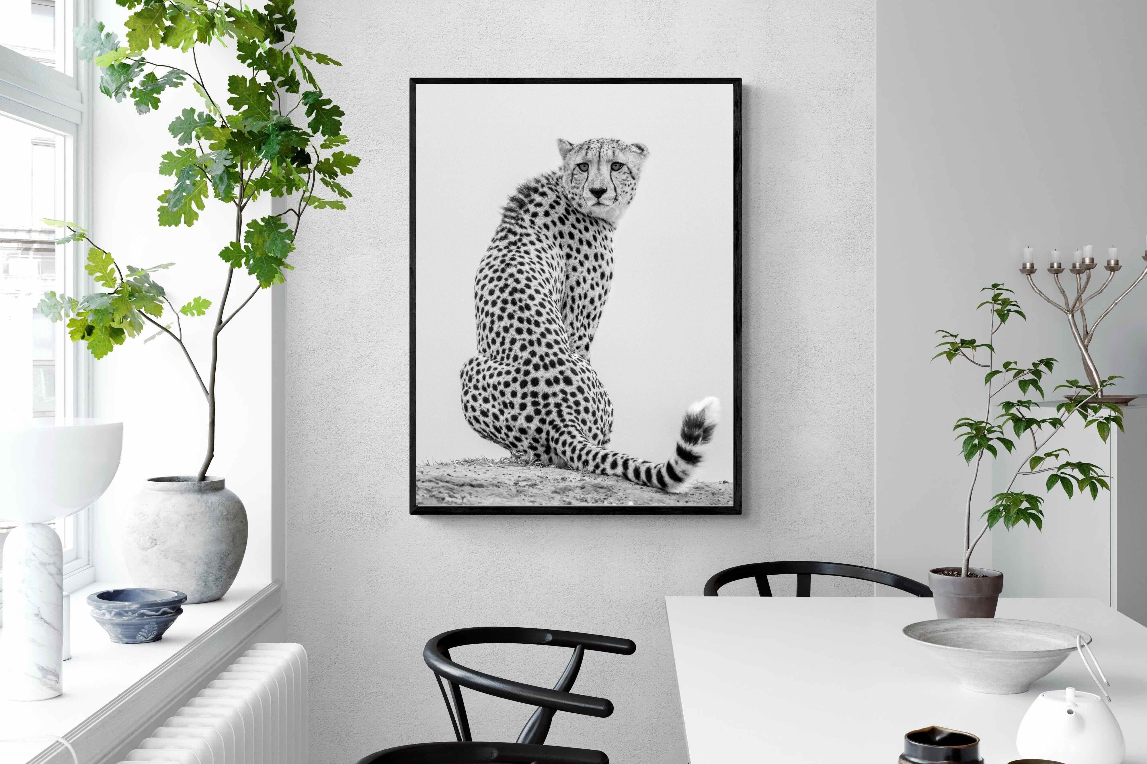 Pixalot Cheetah Glance