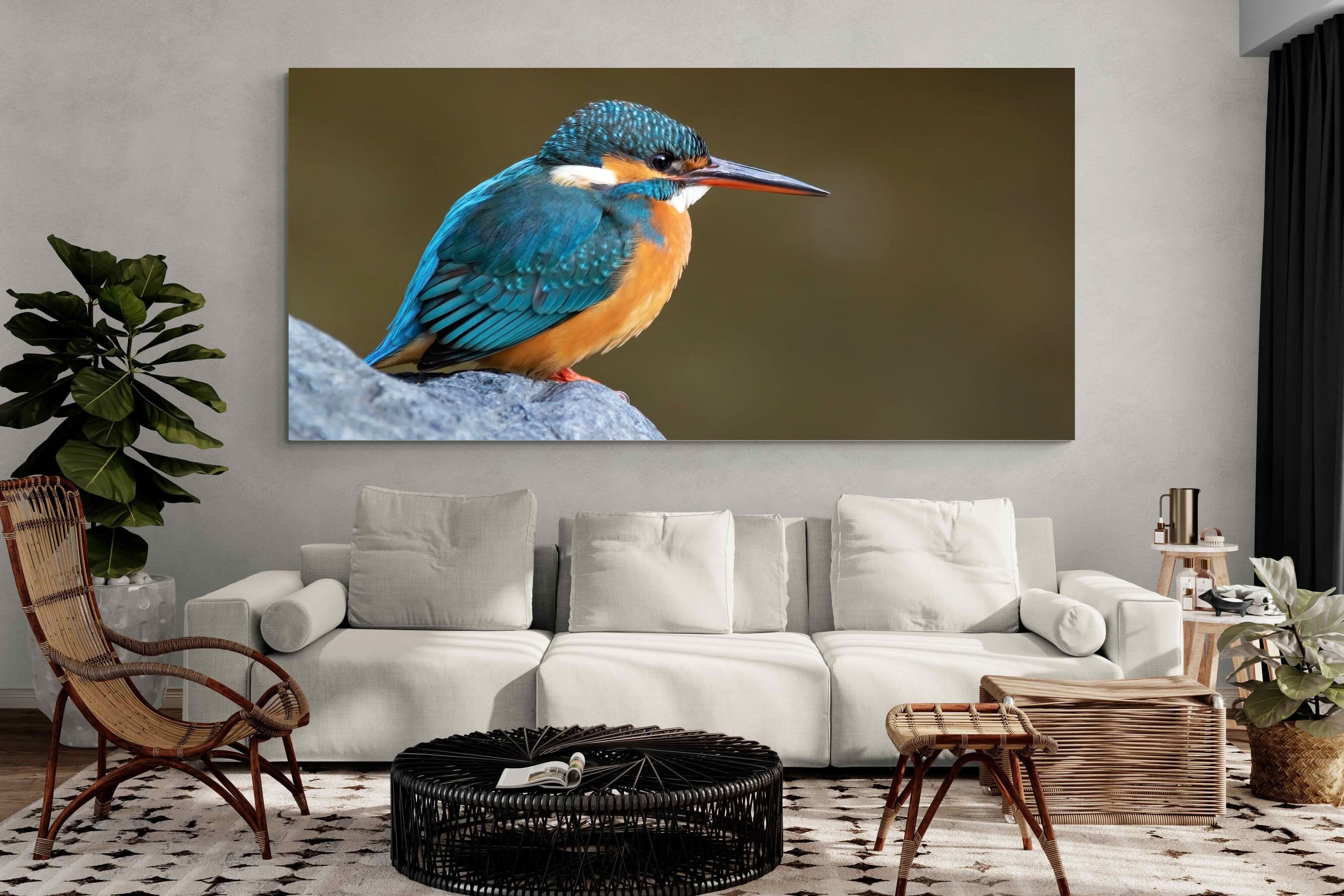 Pixalot Common Kingfisher